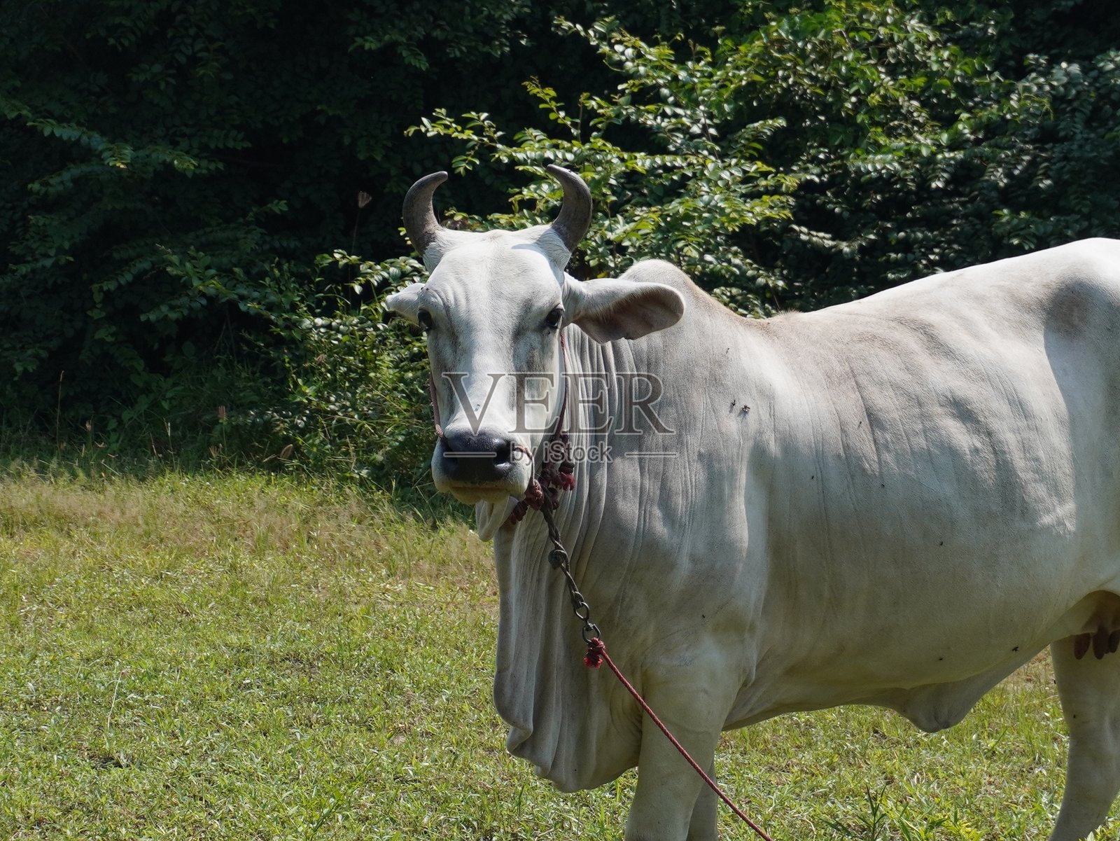 乡村草原上的泰国本地牛。牛自然地吃草。照片摄影图片