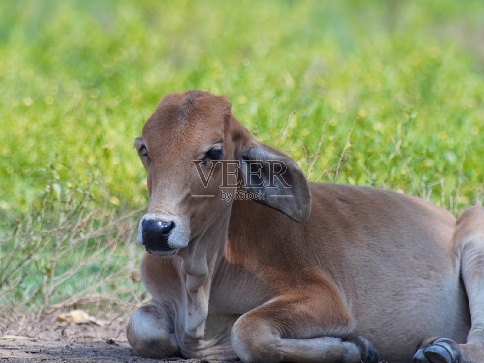 乡村草原上的泰国本地牛。牛自然地吃草。照片摄影图片