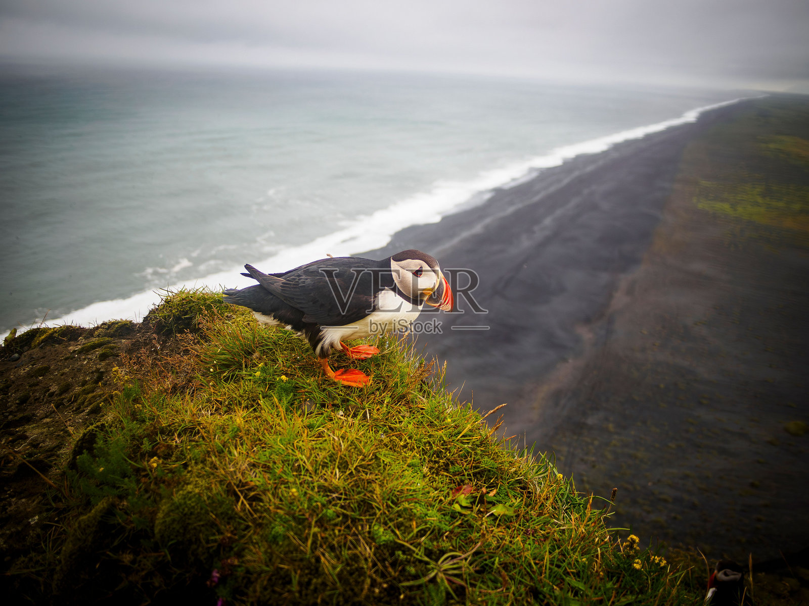 大西洋海雀站在冰岛雷尼斯菲亚拉海滩的悬崖上，背后是海洋和多云的天空。照片摄影图片