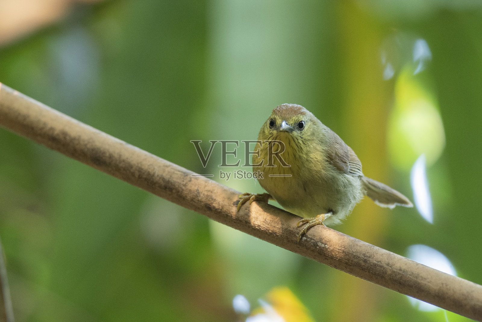 条纹喉鹎，Macronus gularis，德兴德兴帕特凯野生动物保护区，阿萨姆邦，印度照片摄影图片