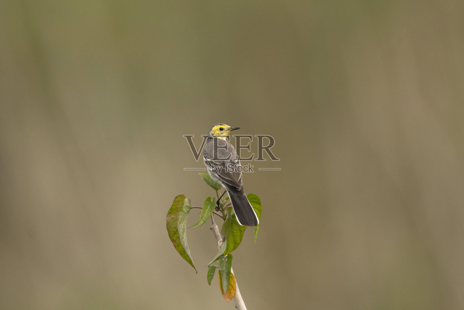 柠檬黄鹂，Motacilla citreola，印度阿萨姆邦上阿萨姆的马古里比尔，廷苏基亚区照片摄影图片