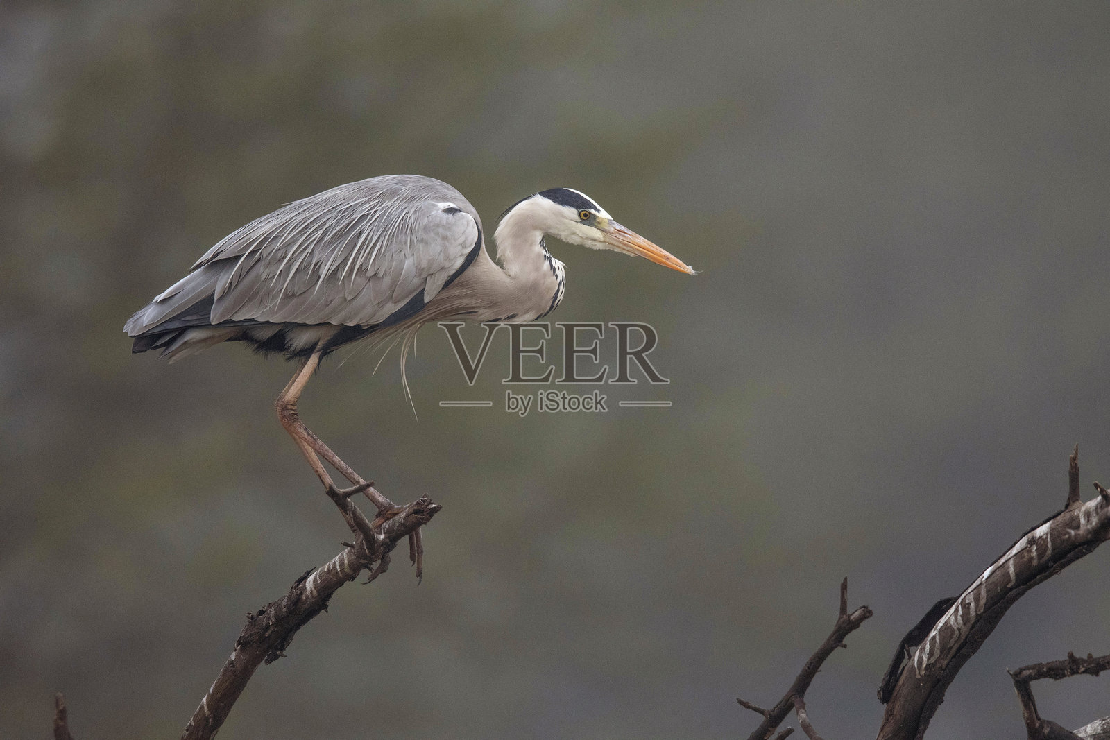 凯奥拉德国家公园，巴拉特布尔，拉贾斯坦邦，印度。灰鹭，阿尔迪亚·西涅雷亚照片摄影图片