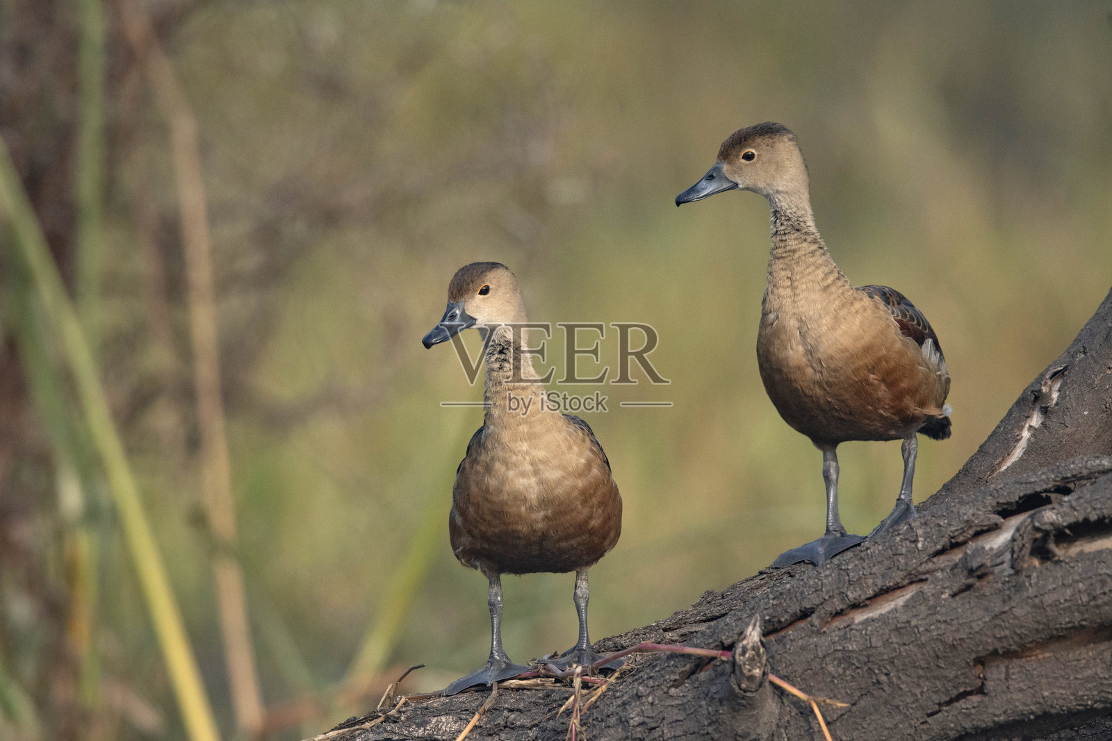 印度拉贾斯坦邦巴拉特布尔的凯奥拉德国家公园。小鸣鸭，学名：Dendrocygna javanica照片摄影图片