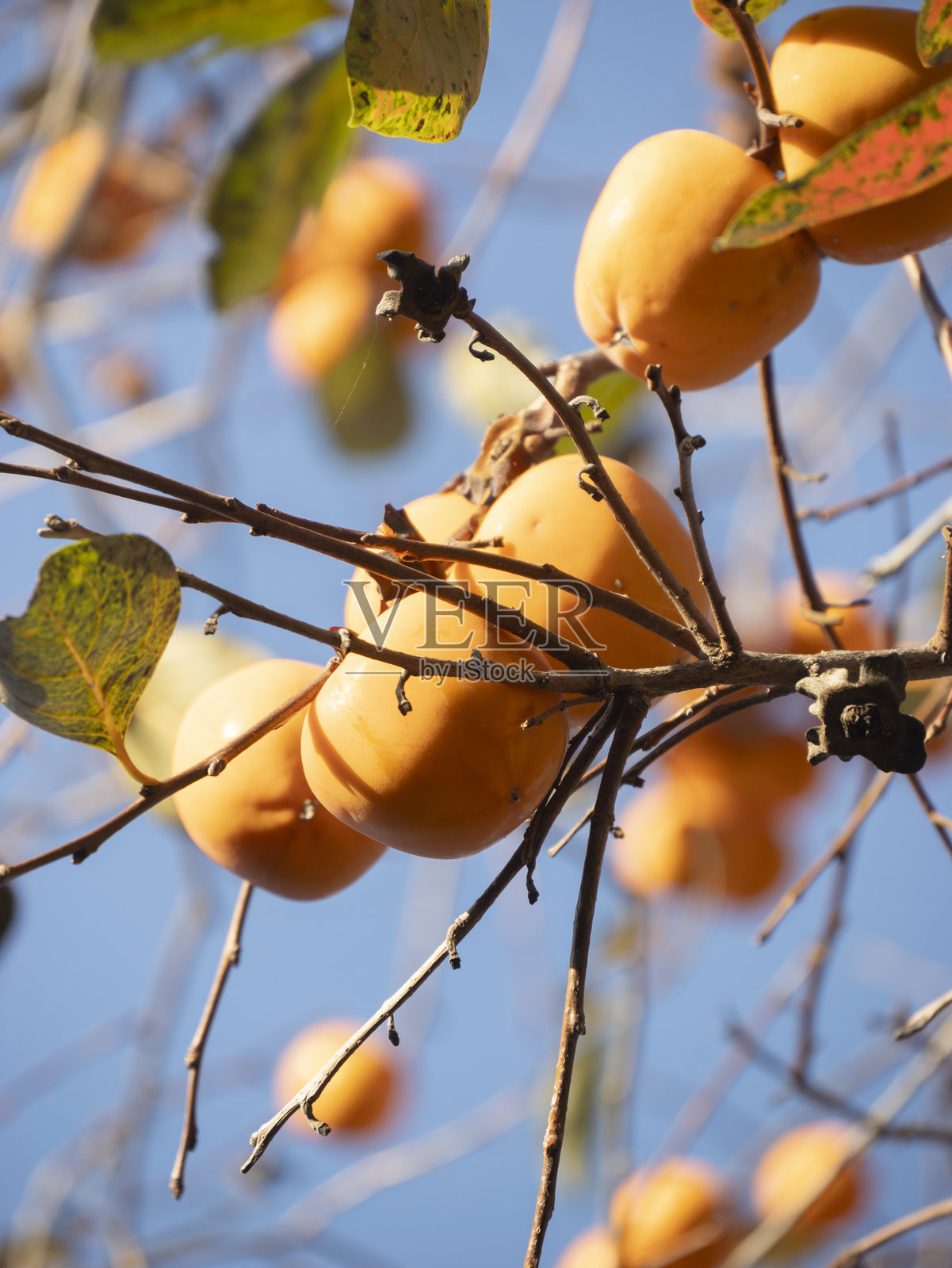秋天的柿子树与柿子照片摄影图片