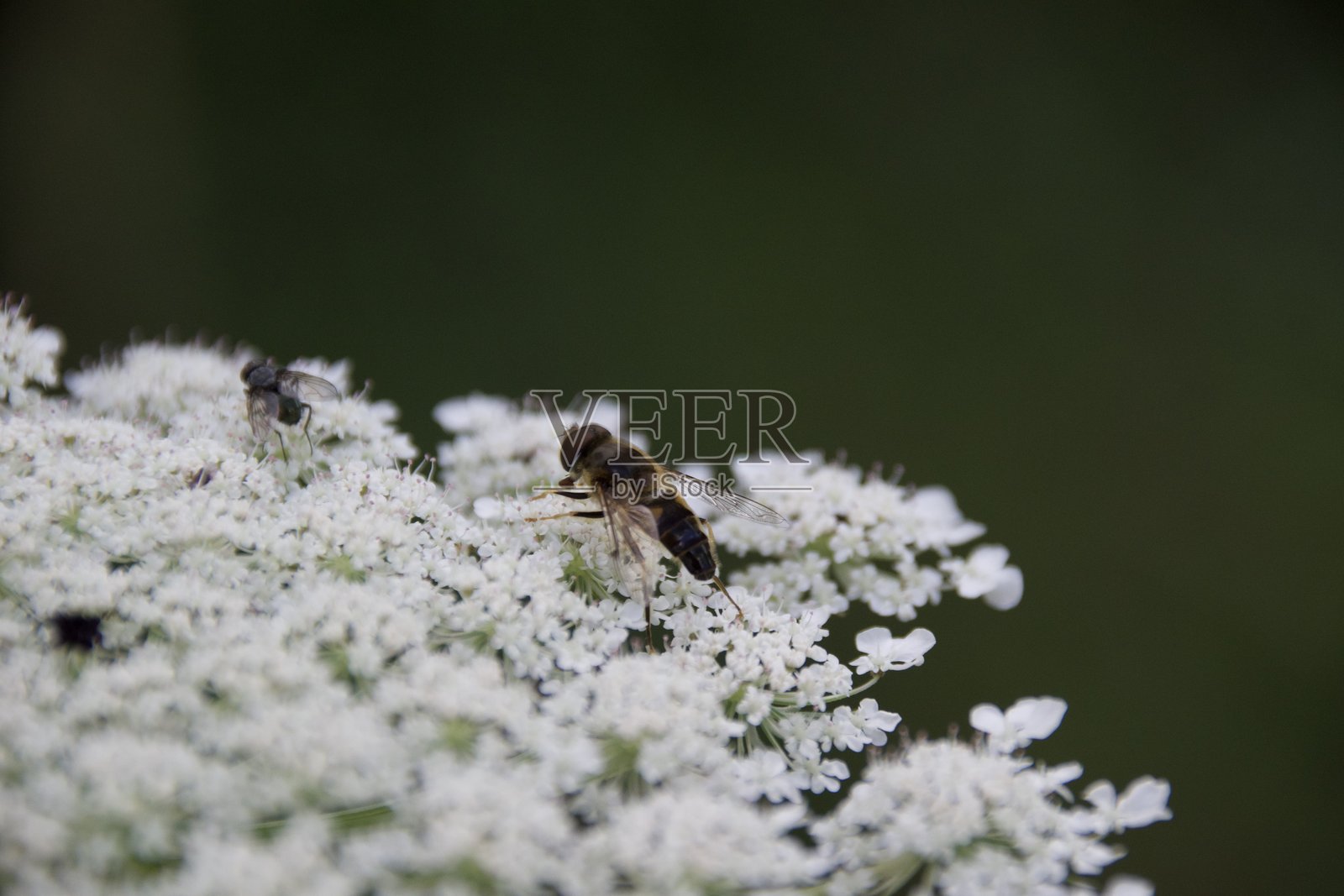 稀少开花的老胡萝卜植物与一种悬停苍蝇照片摄影图片