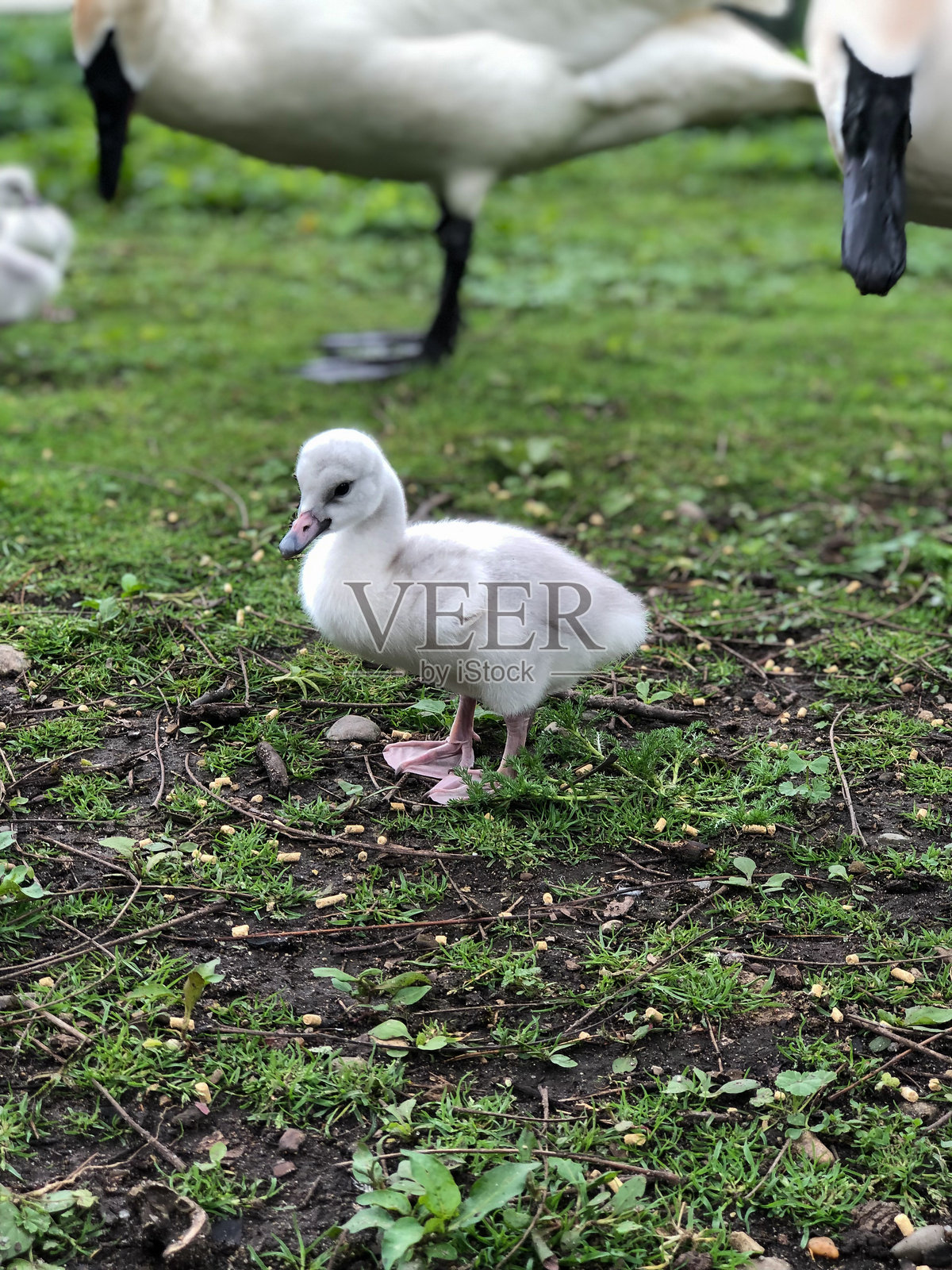 小天鹅幼鸟照片摄影图片