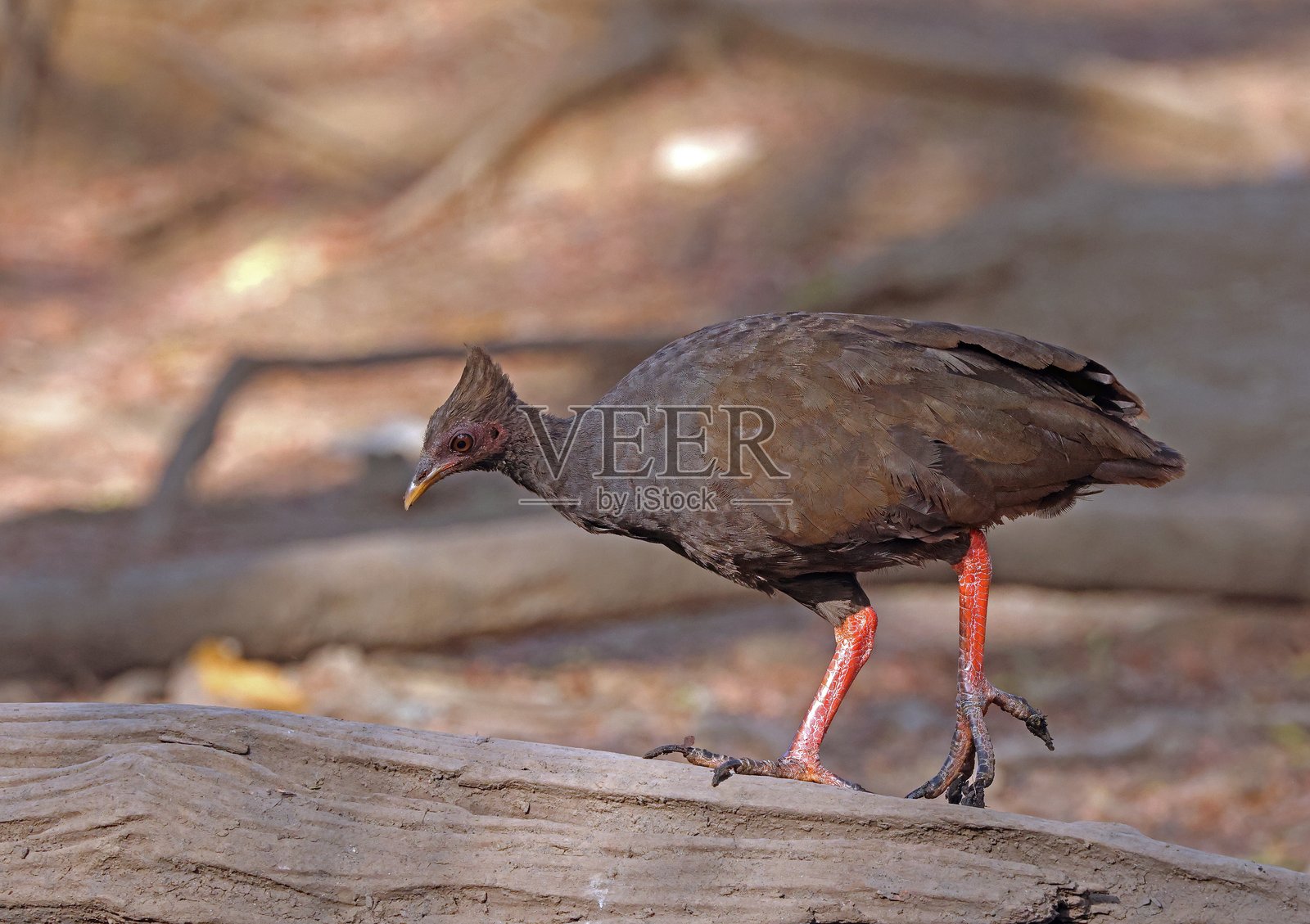 橙脚灌木鸡照片摄影图片