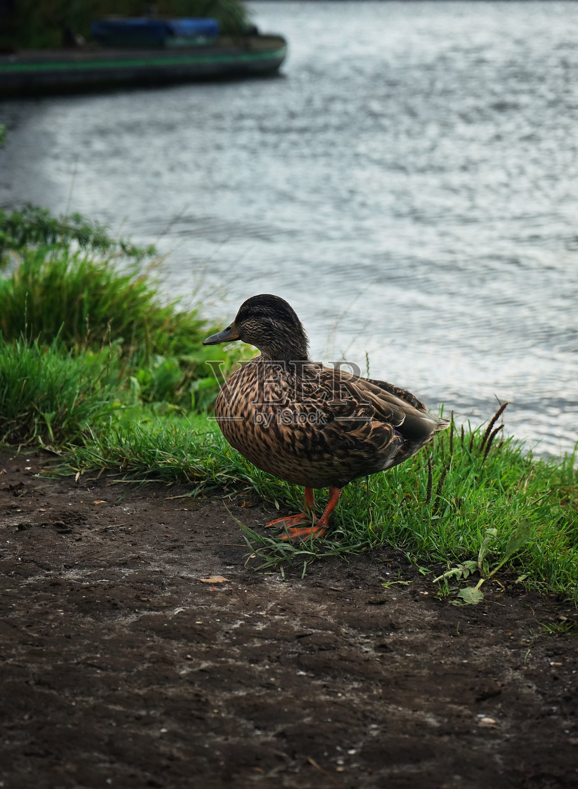 一只鸭子站在河边的岸上照片摄影图片