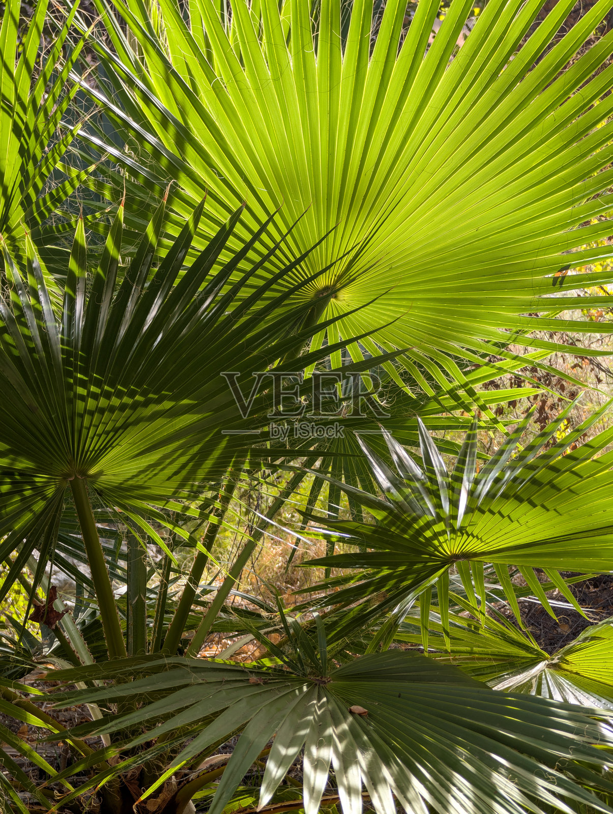 加州棕榈泉的穆雷峡谷中的扇棕榈照片摄影图片