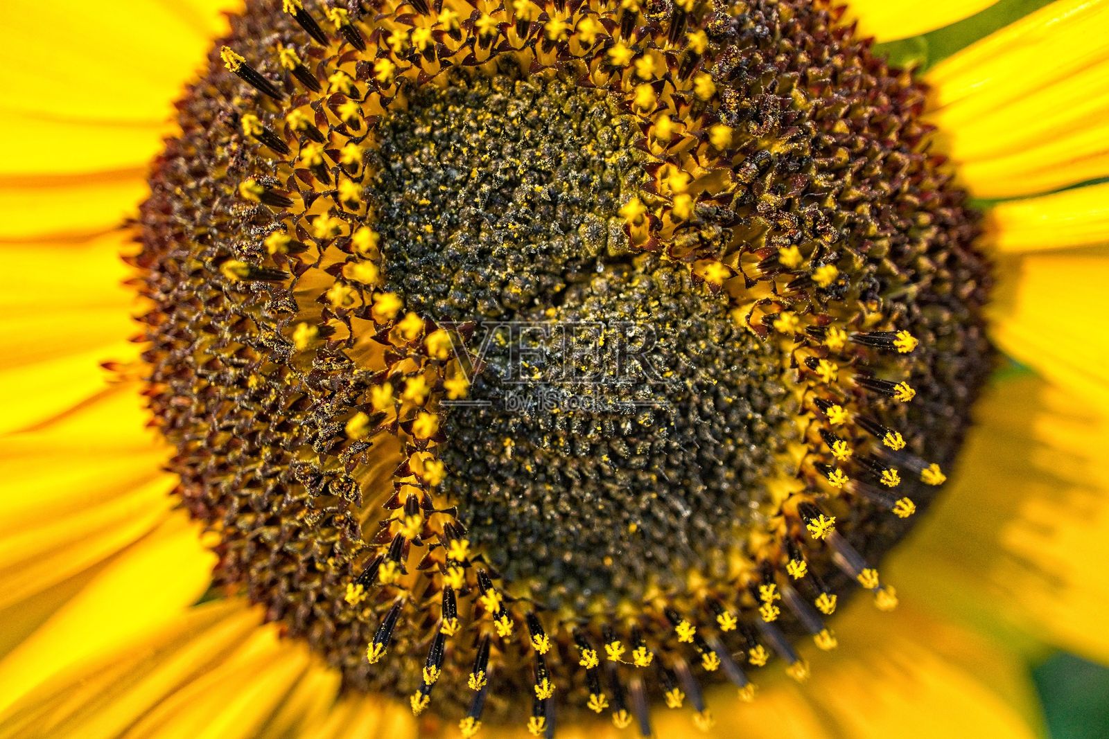 黄色盛开的向日葵特写，种子呈“8”字形排列照片摄影图片