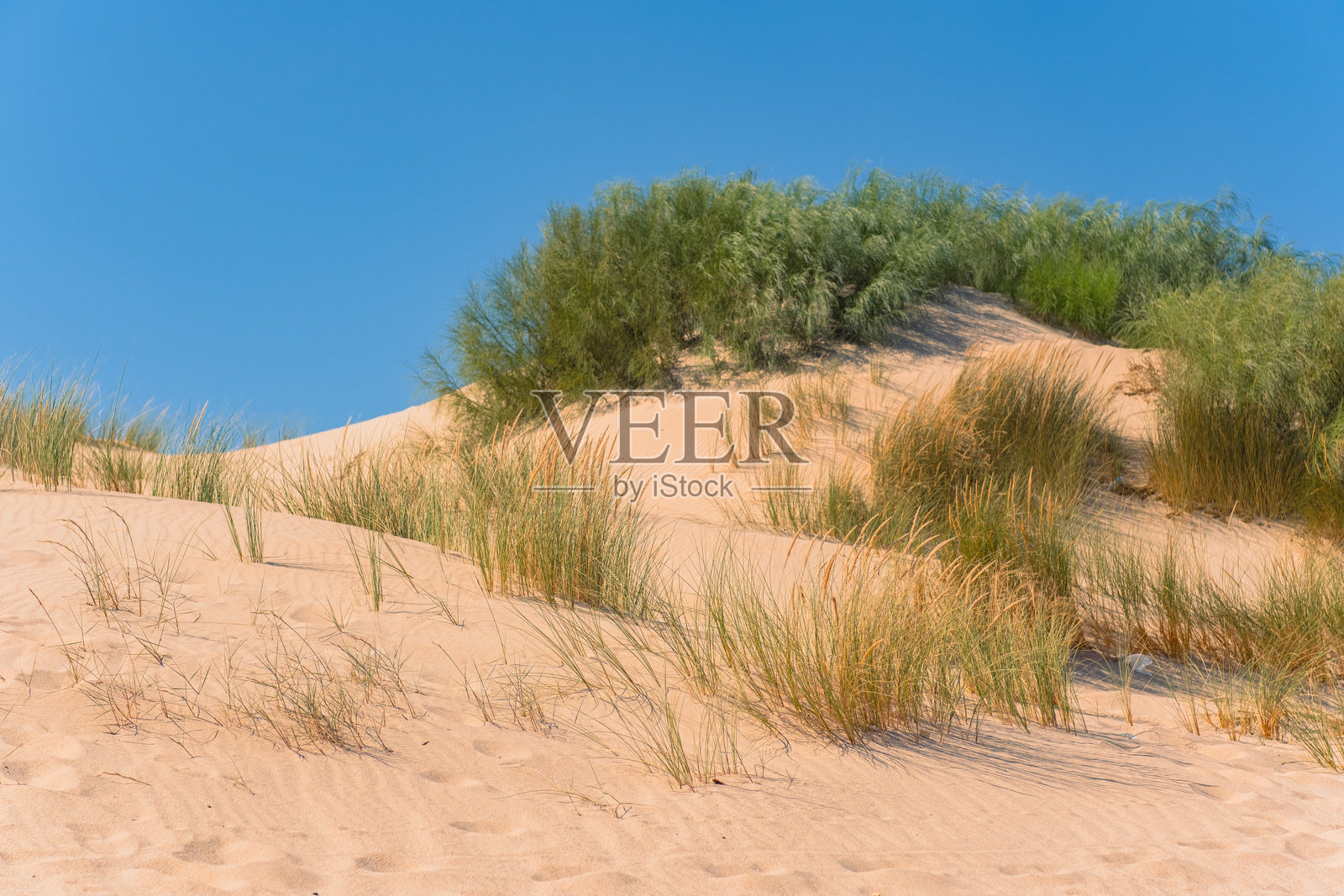 沙丘上长满了草和灌木。阳光明媚的夏日沙漠。美丽的沙漠自然照片。照片摄影图片