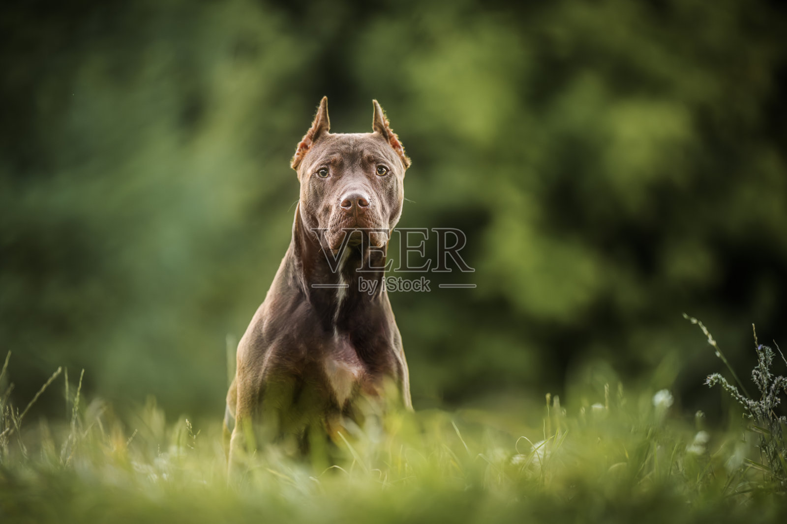 美丽的棕色美国斗牛犬在户外照片摄影图片