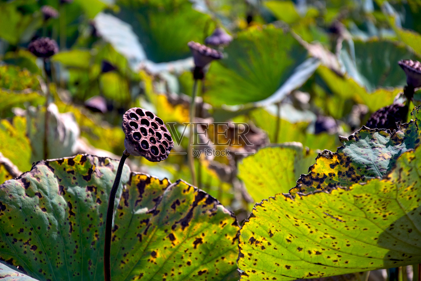 莲子盒，褪色的莲花苞与绿色叶子相映成趣照片摄影图片