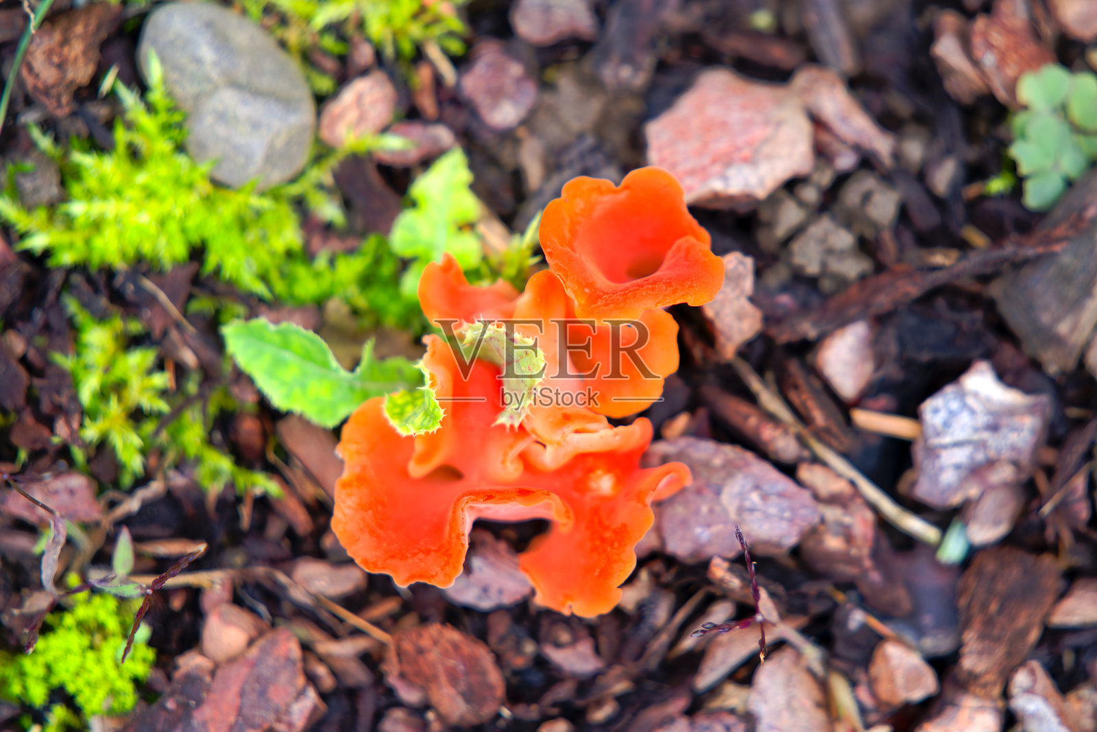 特写高角度视图，展示可食用的橙色蘑菇类型Tremiscus Helvelloides，周围环绕着木屑，拍摄于瑞士苏黎世的花园，秋季的正午。照片摄影图片