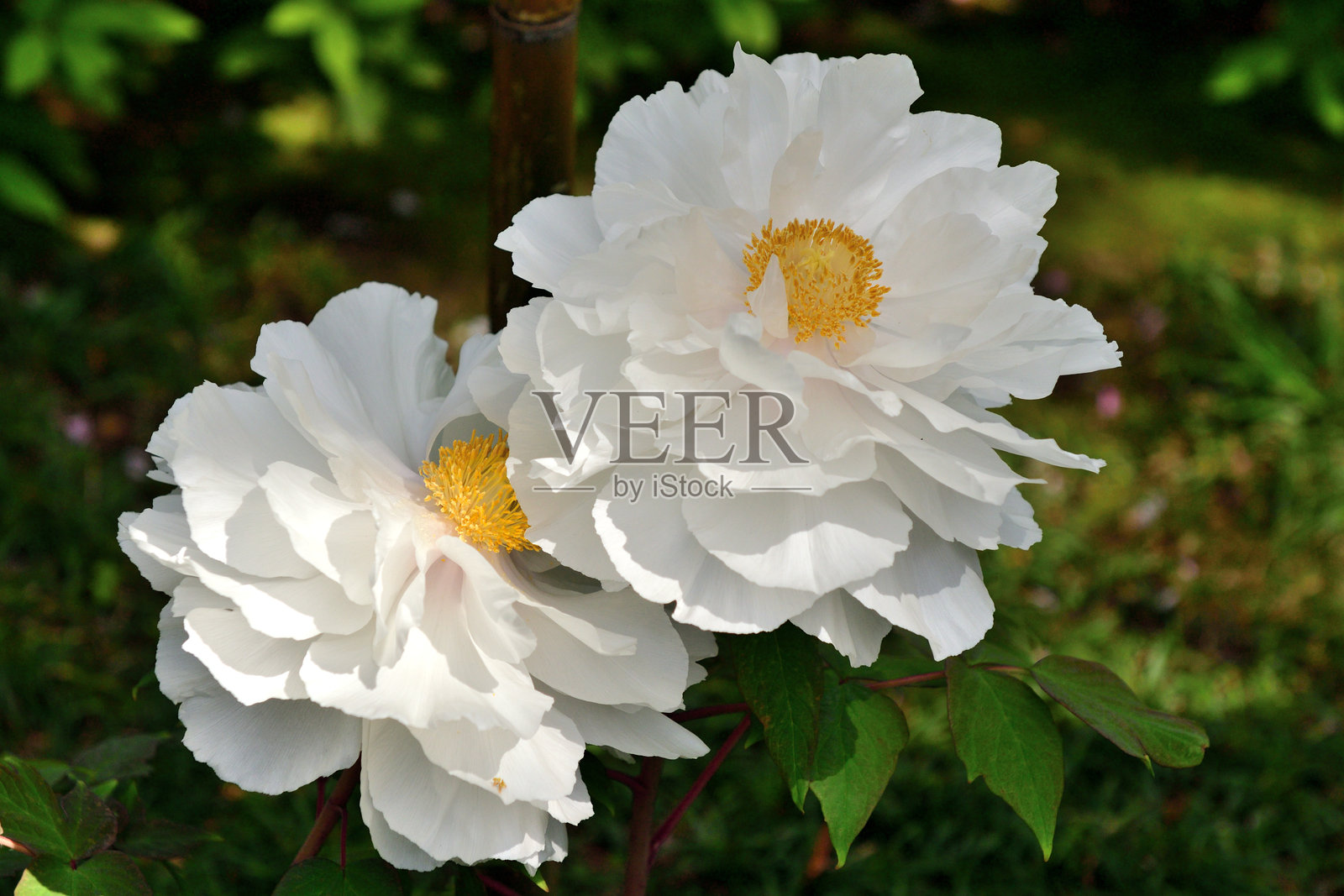 牡丹花 / Paeonia suffruticosa：以壮观的花朵、美丽的绿叶和浓郁的香气而闻名照片摄影图片