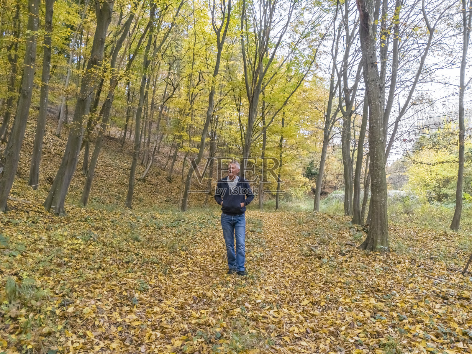 森林浴与冥想照片摄影图片