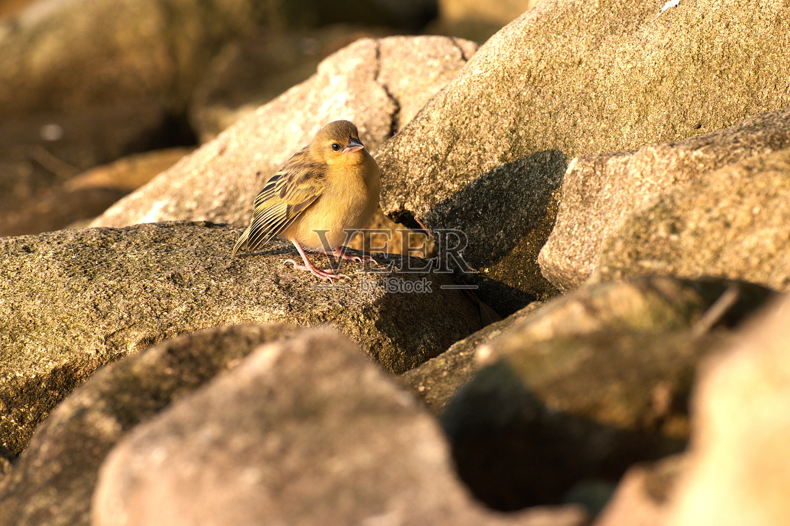 幼年北棕喉织布鸟照片摄影图片