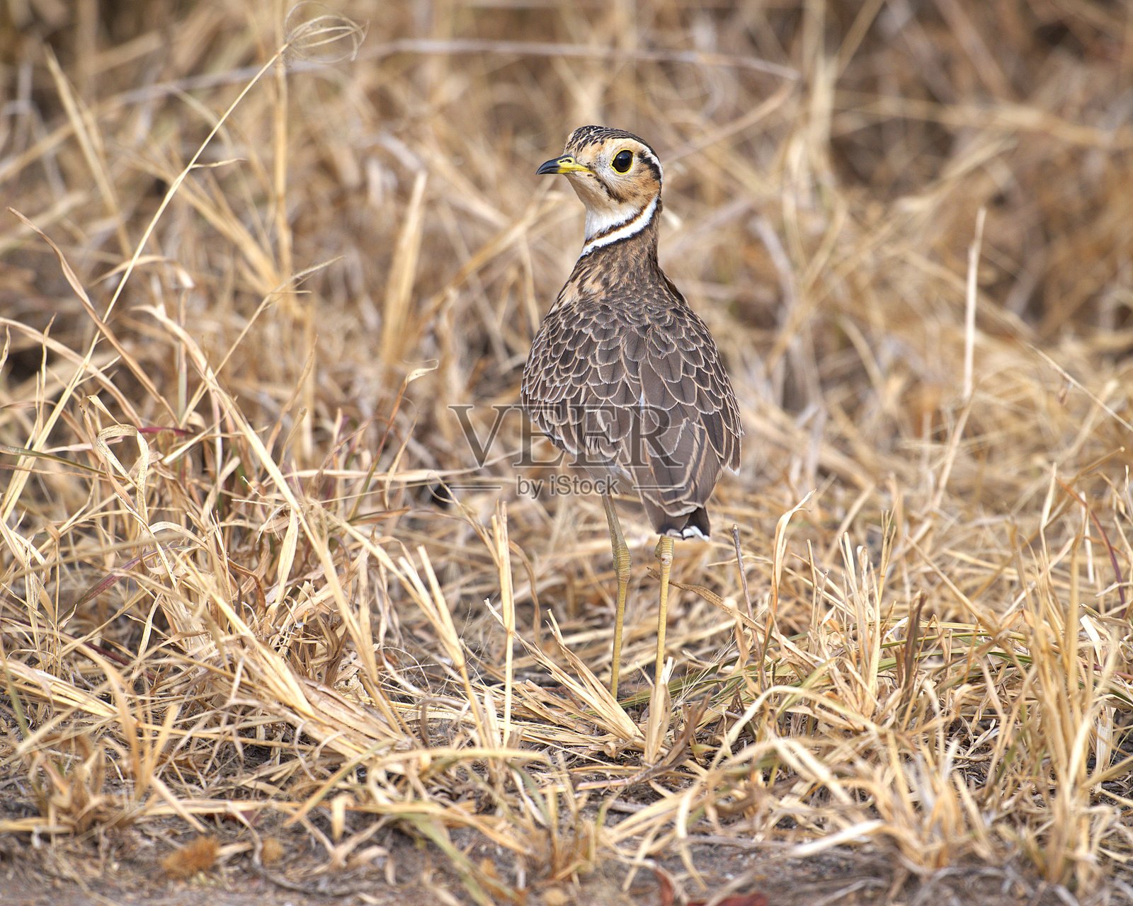 海格林跑鸻照片摄影图片