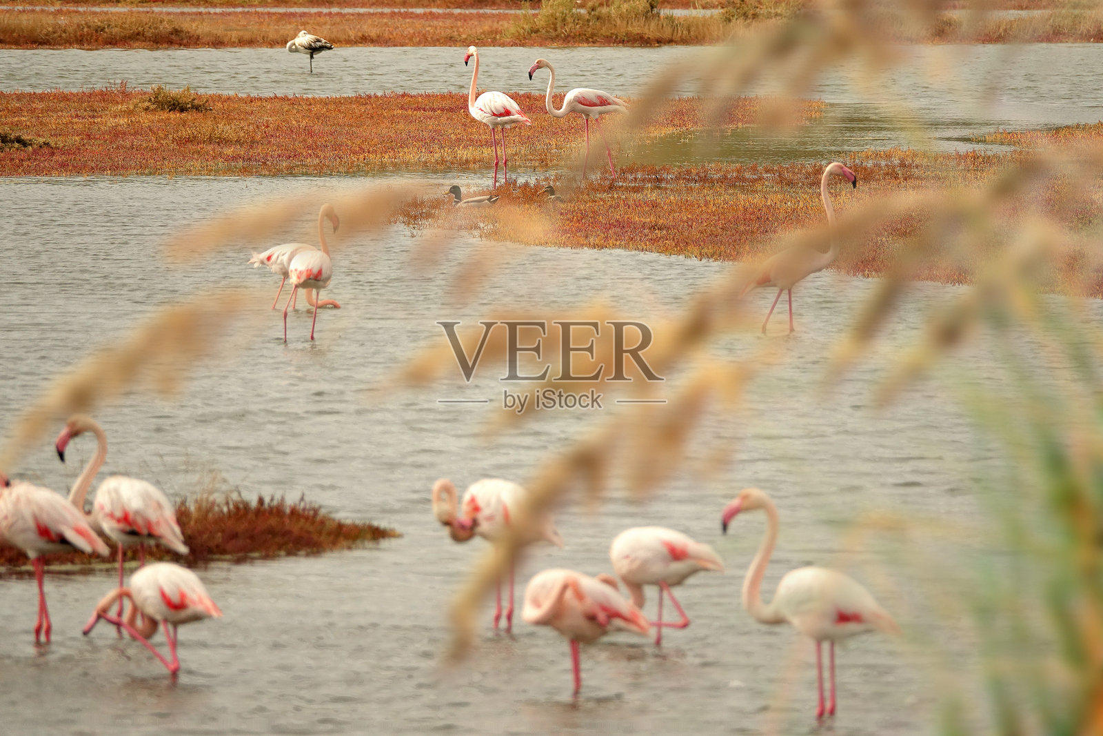 湿地上的一群火烈鸟照片摄影图片