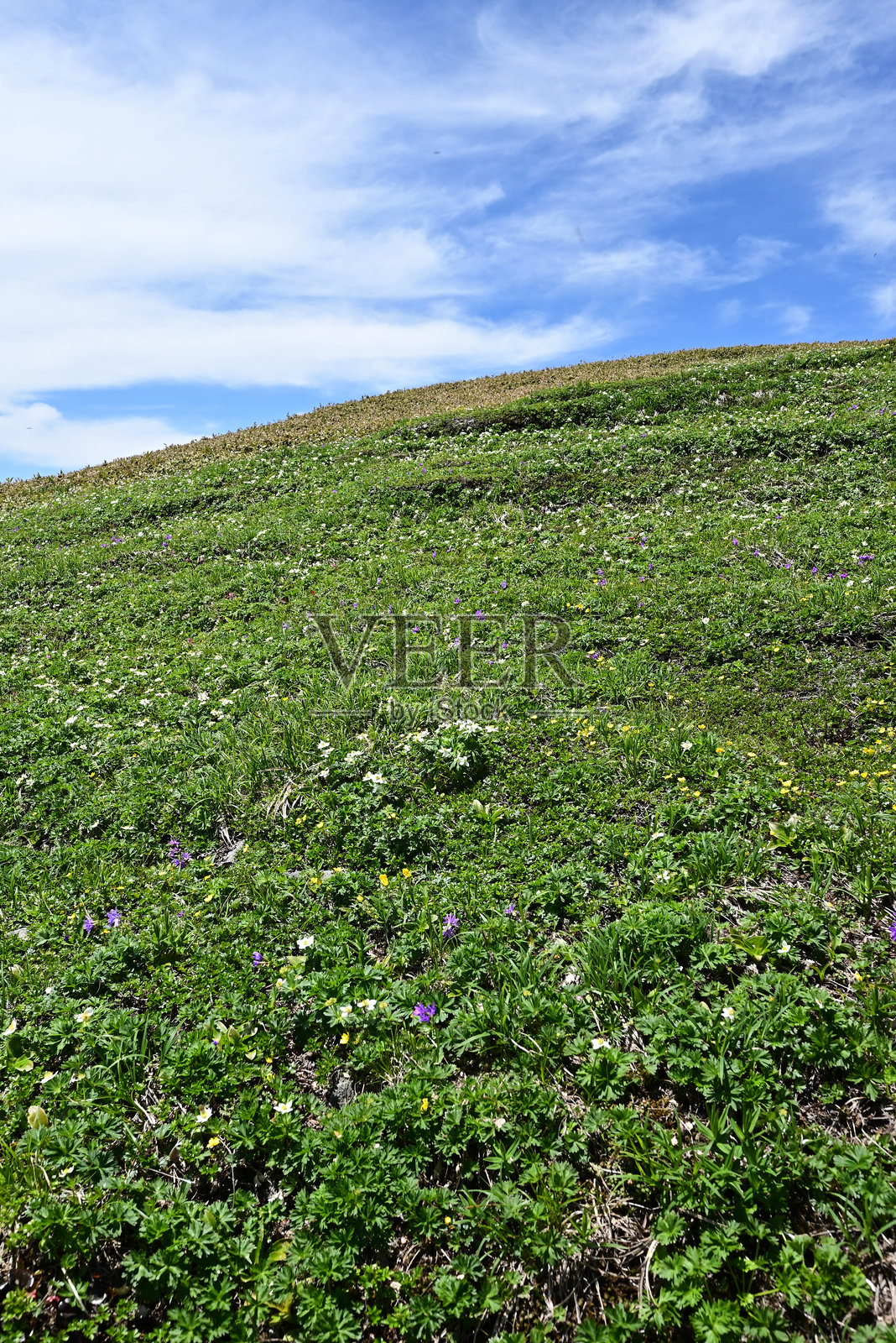 日本群马县的太良平山和仙之仓照片摄影图片