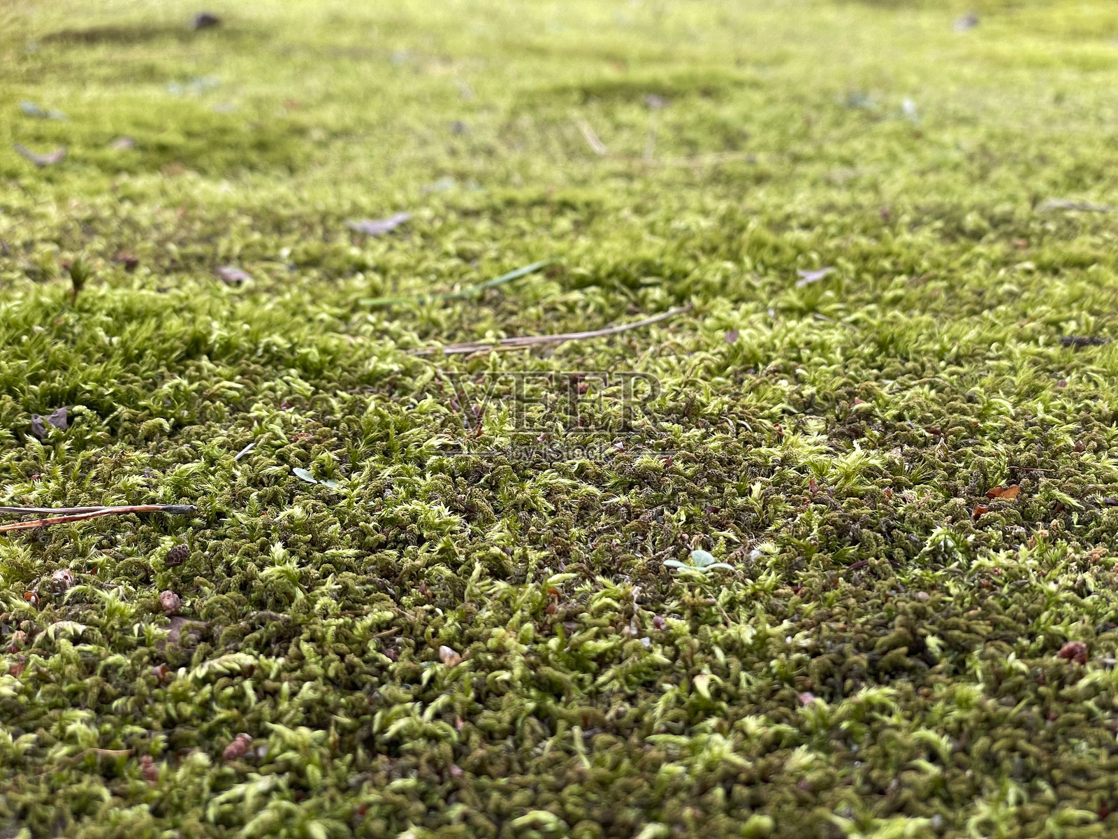 泥炭苔照片摄影图片
