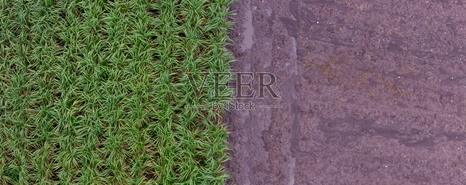 绿色和棕色的田地一分为二。鸟瞰图显示种植前的土壤行列。为背景准备的甘蔗农场图案在耕作的田地中。为种植准备的耕作田地中的行列图案。照片摄影图片