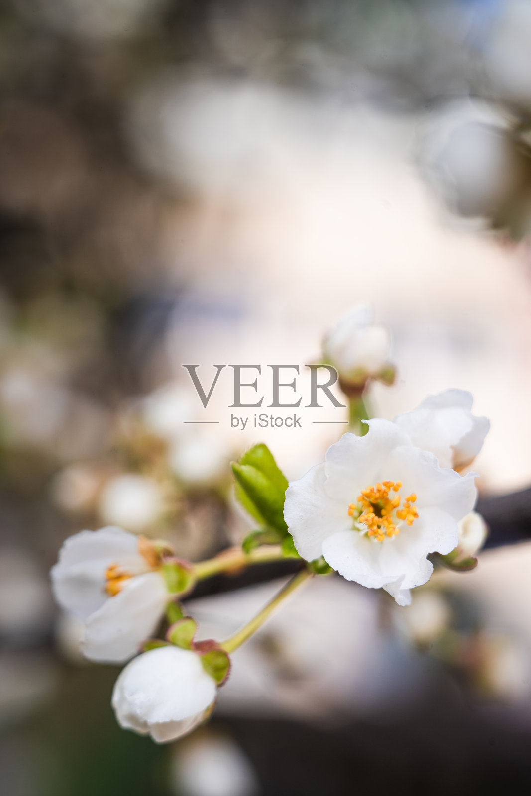 春天盛开的花朵特写。花开的果树枝在花园里。春季。照片摄影图片