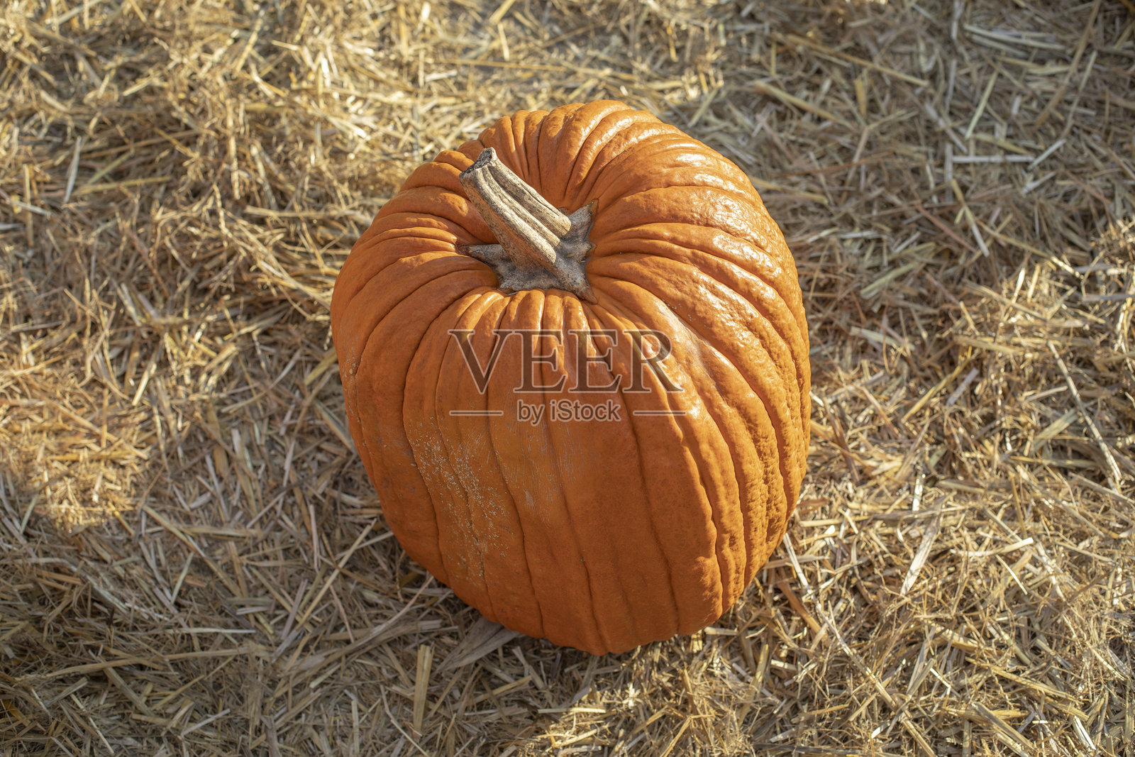 躺在稻草上的南瓜，有机南瓜，南瓜装饰，农业旅游，南瓜家居装饰照片摄影图片