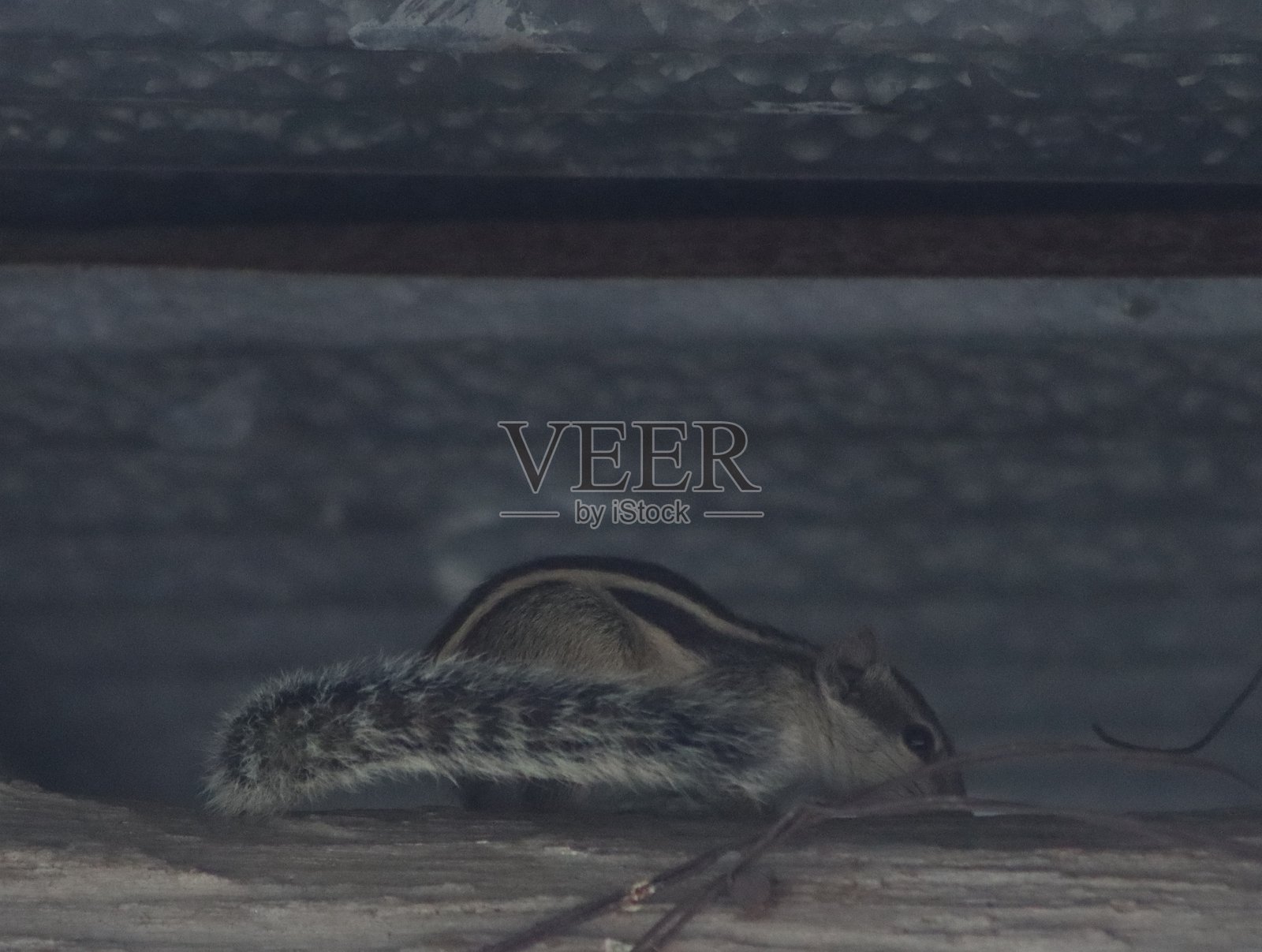 可爱的松鼠在森林中吃食物，清晨旅行时拍摄的照片照片摄影图片