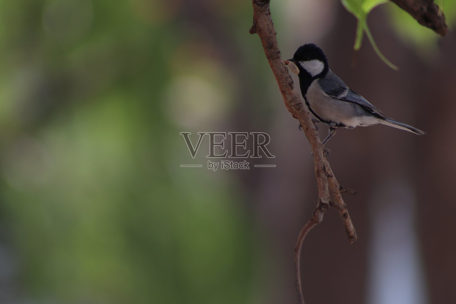 美丽可爱的灰山雀鸟类摄影，旅行时的清晨景象照片摄影图片