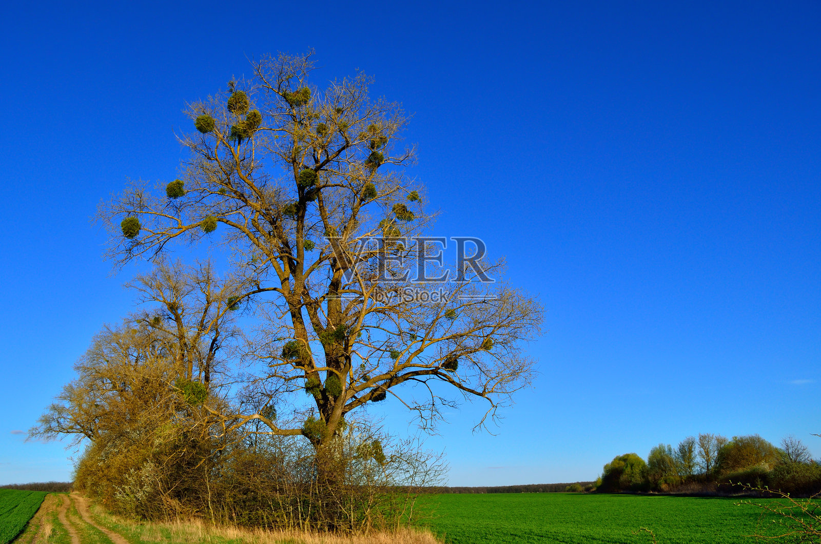 绿色田野上矗立着一棵大树，背景是蓝天照片摄影图片