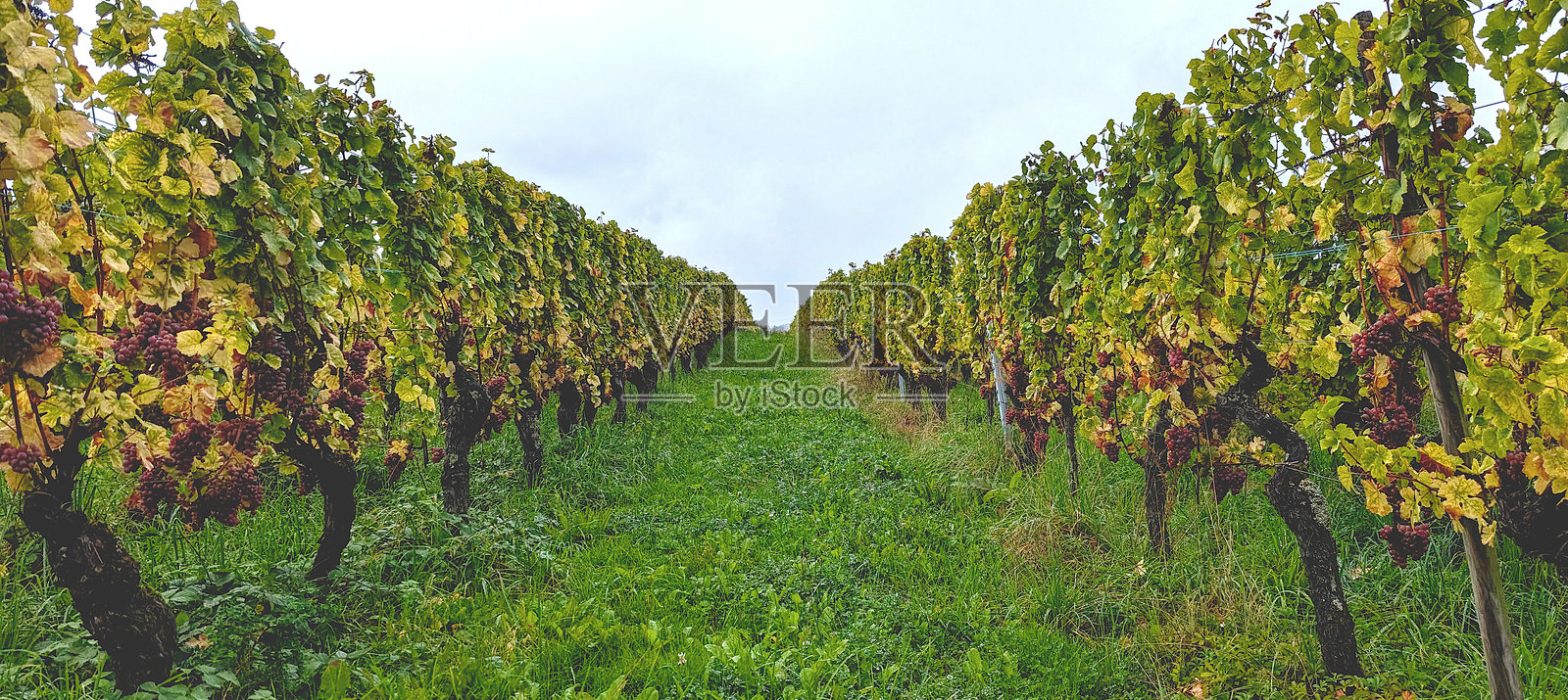 阿尔萨斯葡萄园中的Gewurztraminer葡萄。秋季收获。阴天。照片摄影图片