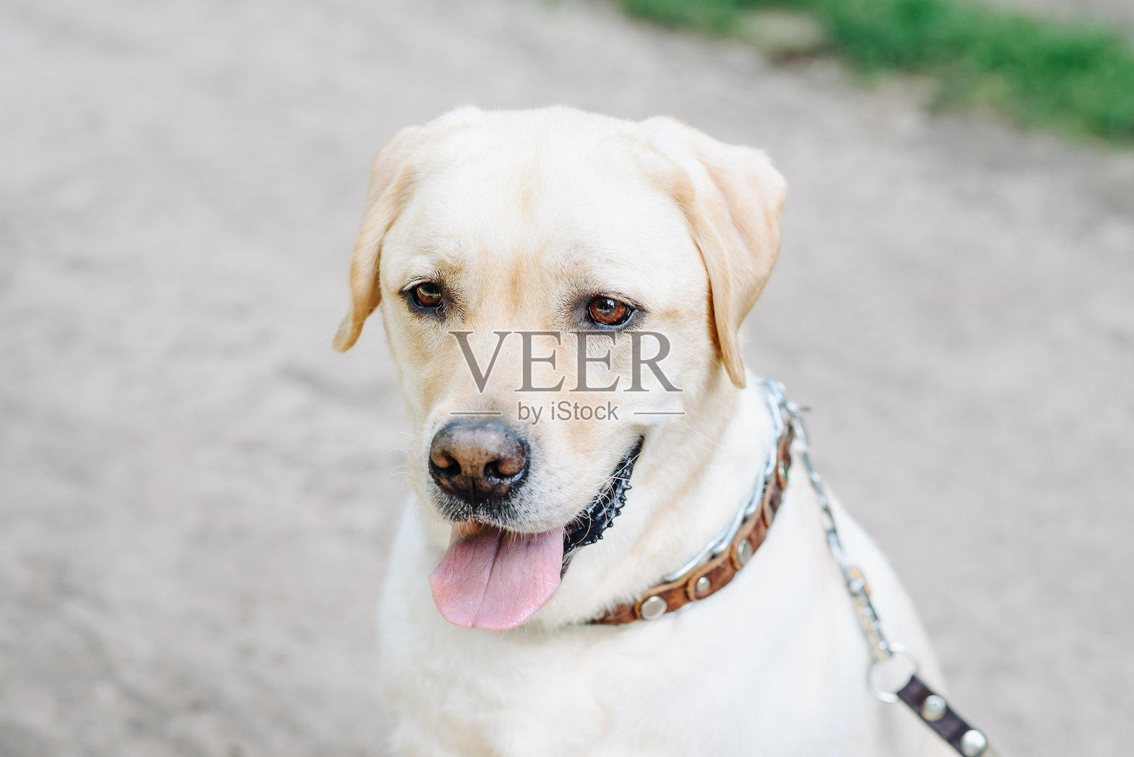 小金毛在小径上照片摄影图片