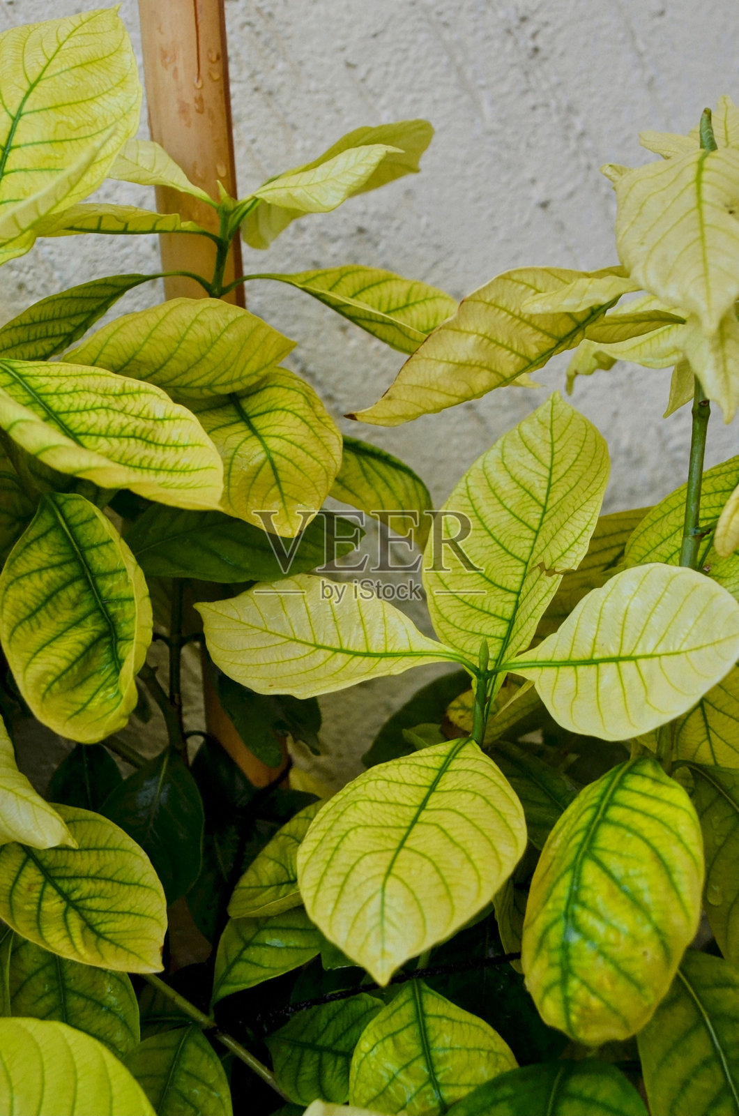 阳台花园中生长的栀子花植物。光滑、皮革质感的深绿色叶子。它们是令人无法抗拒的喜热常绿灌木或小树。因其令人陶醉的香气和白色蜡质花朵而备受喜爱。照片摄影图片