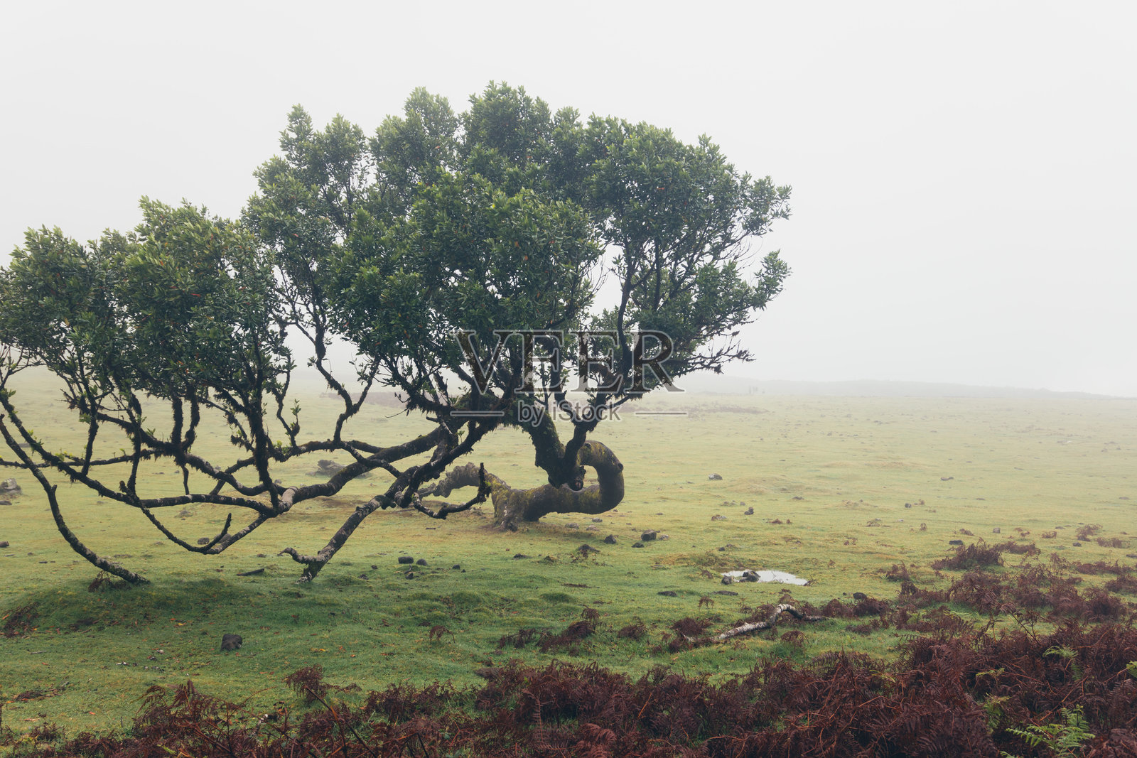 雾中孤独的树木在田野上照片摄影图片