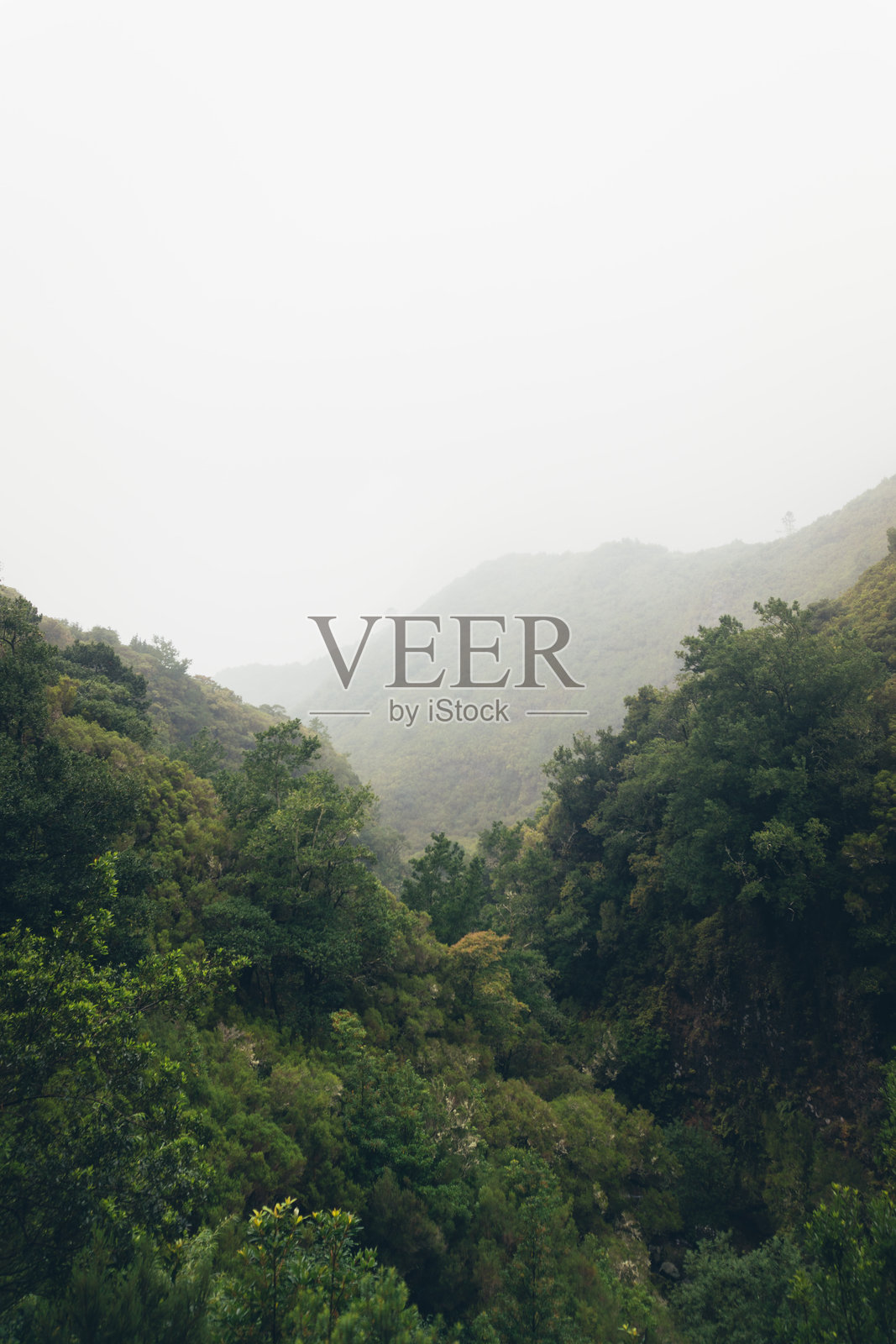 雾气弥漫的山脉风景与郁郁葱葱的绿叶照片摄影图片