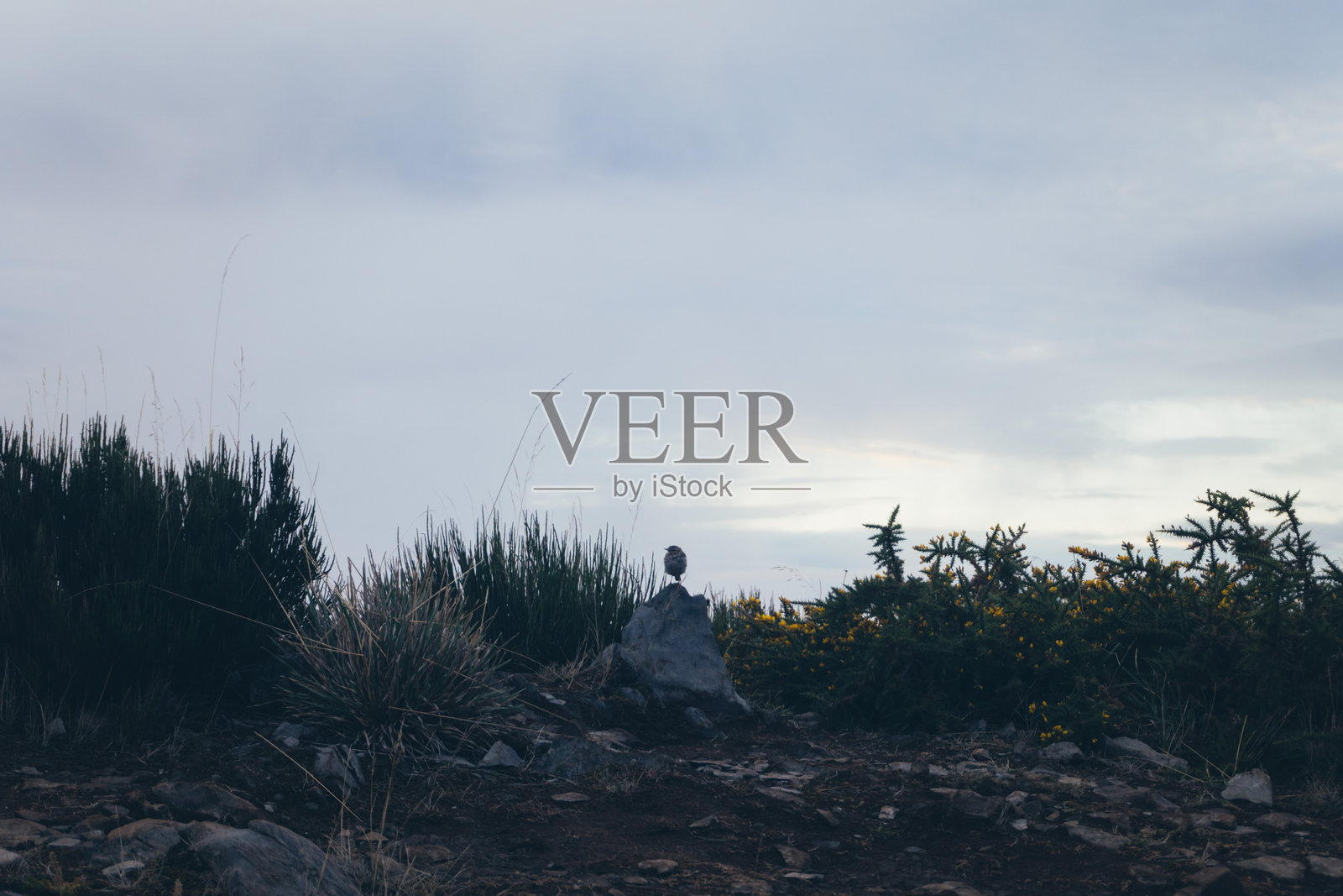 岩石上的鸟照片摄影图片