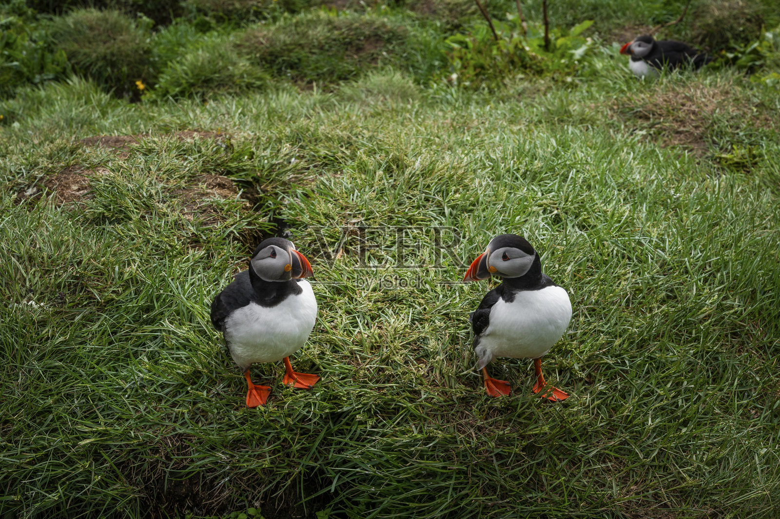 海鹦，冰岛照片摄影图片