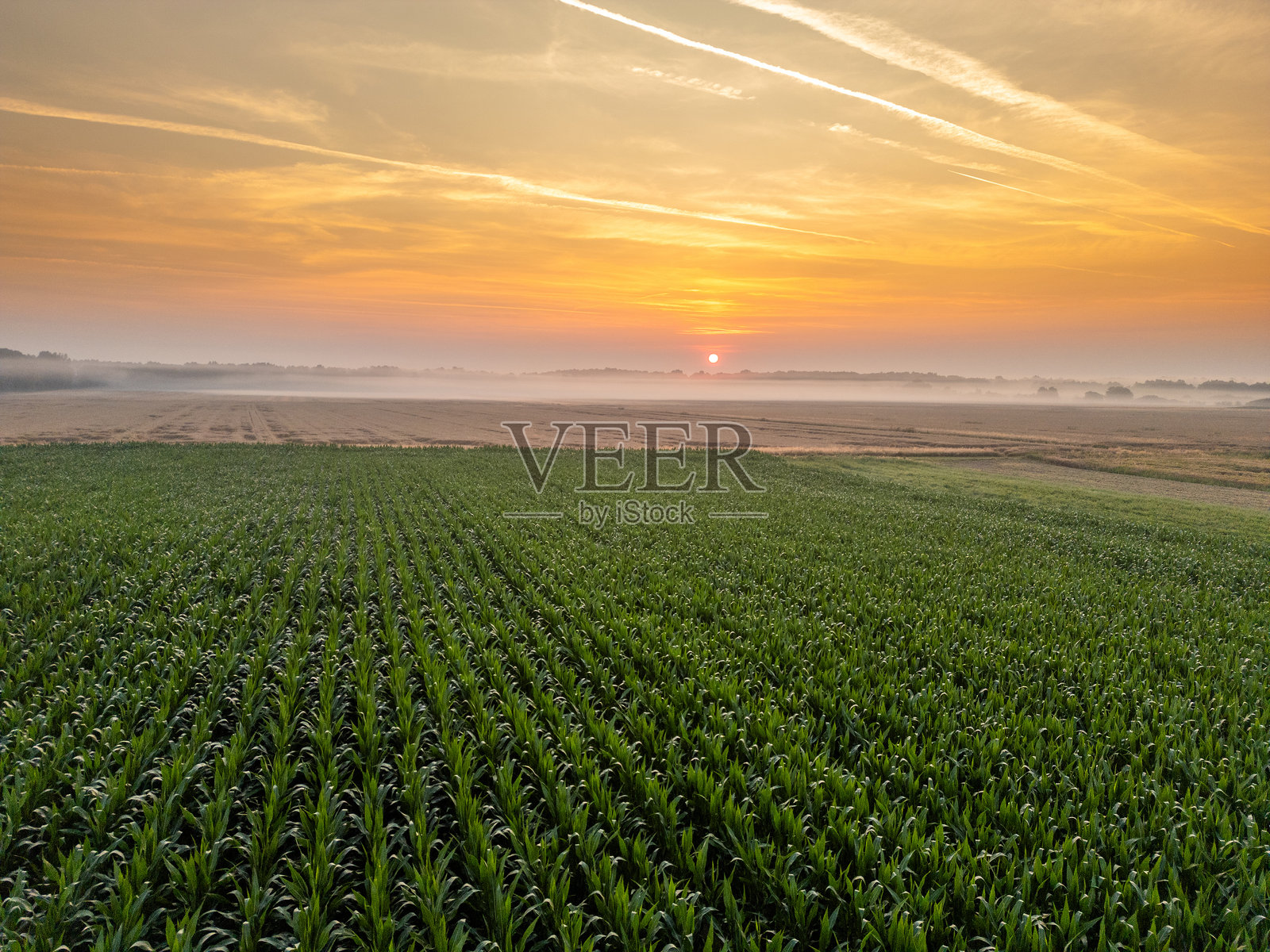 郁郁葱葱的农田上空的日出照片摄影图片