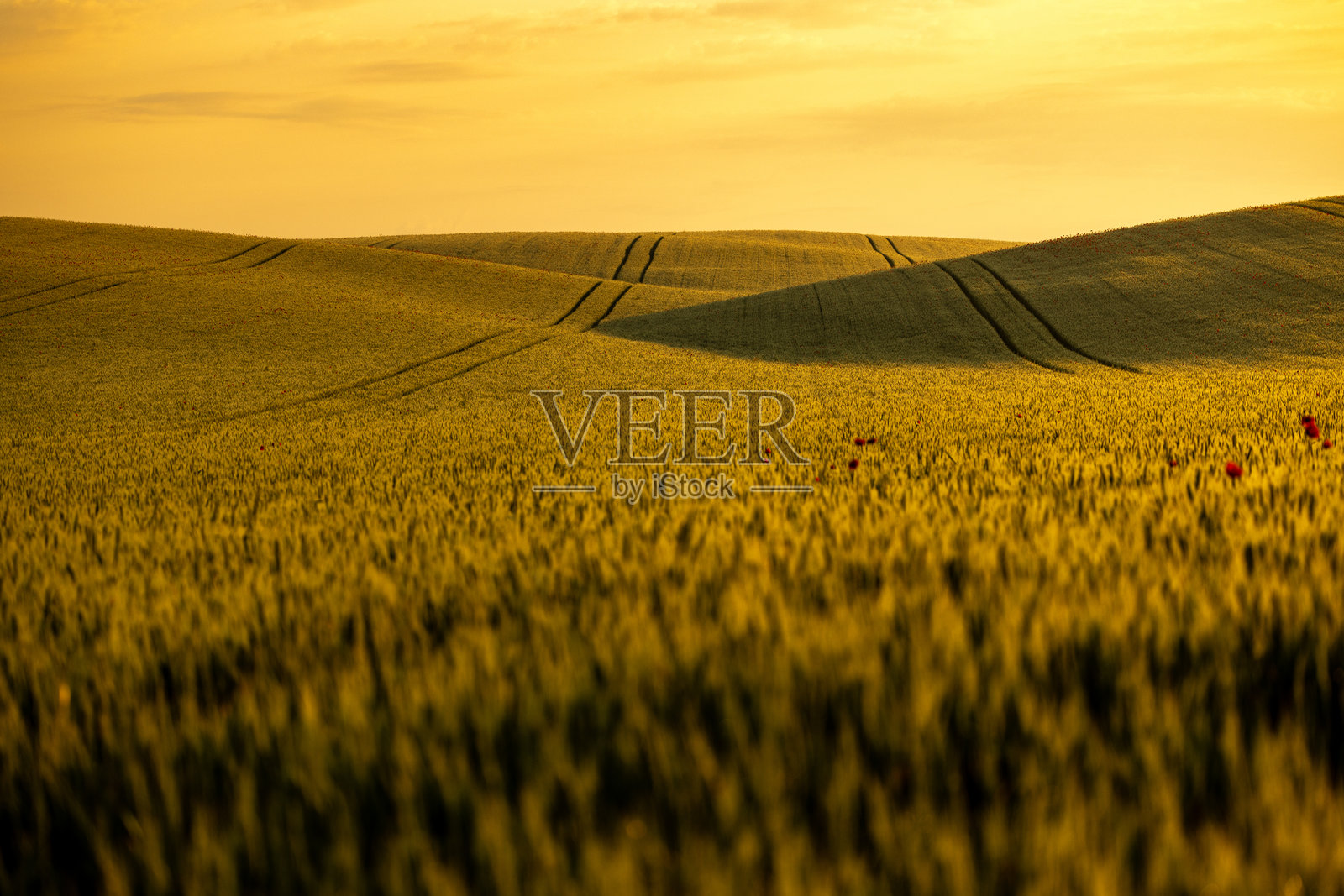金色时光洒在广袤的麦田上照片摄影图片