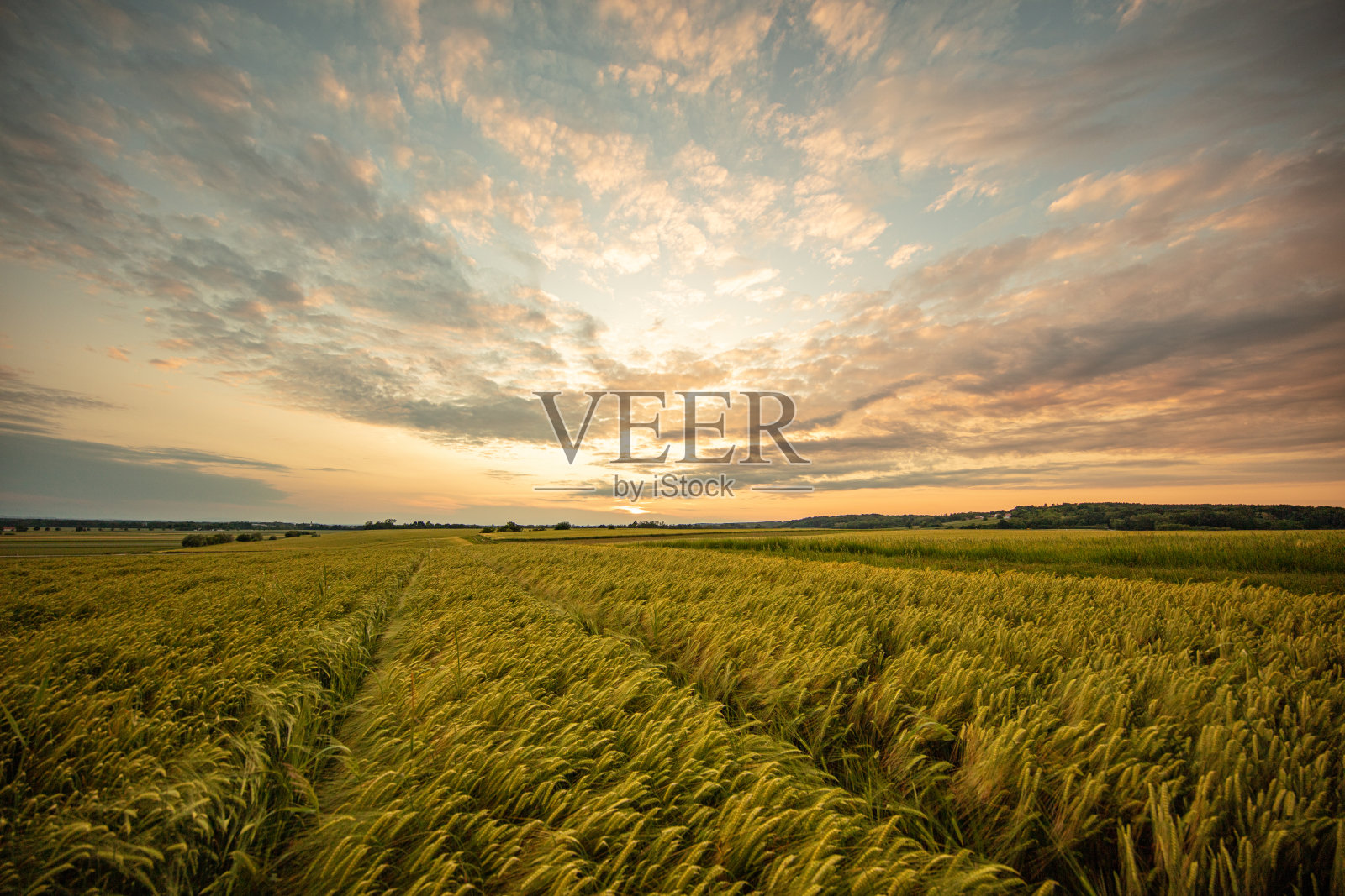 金色时光洒在郁郁葱葱的农田上照片摄影图片