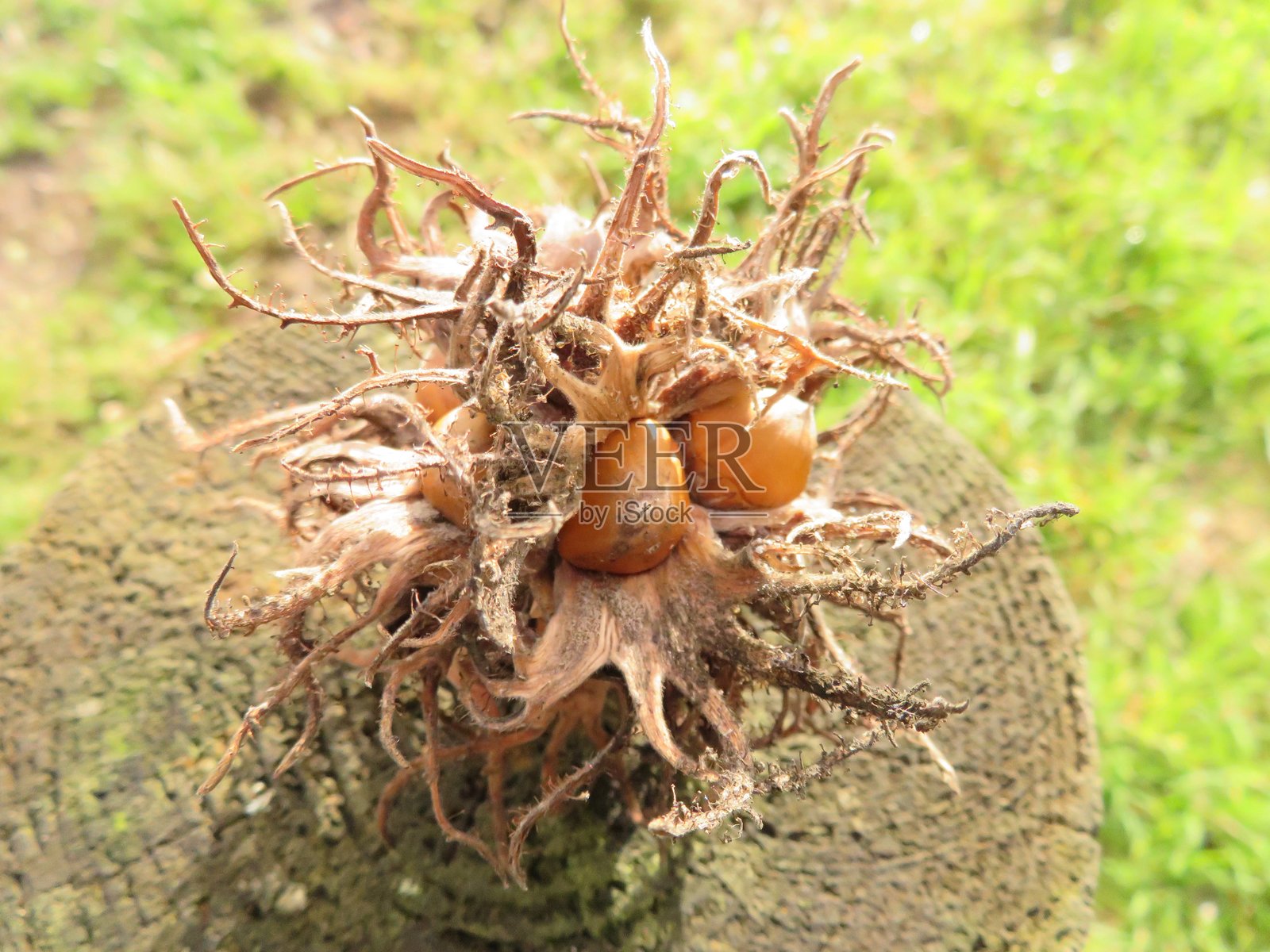 榛子照片摄影图片