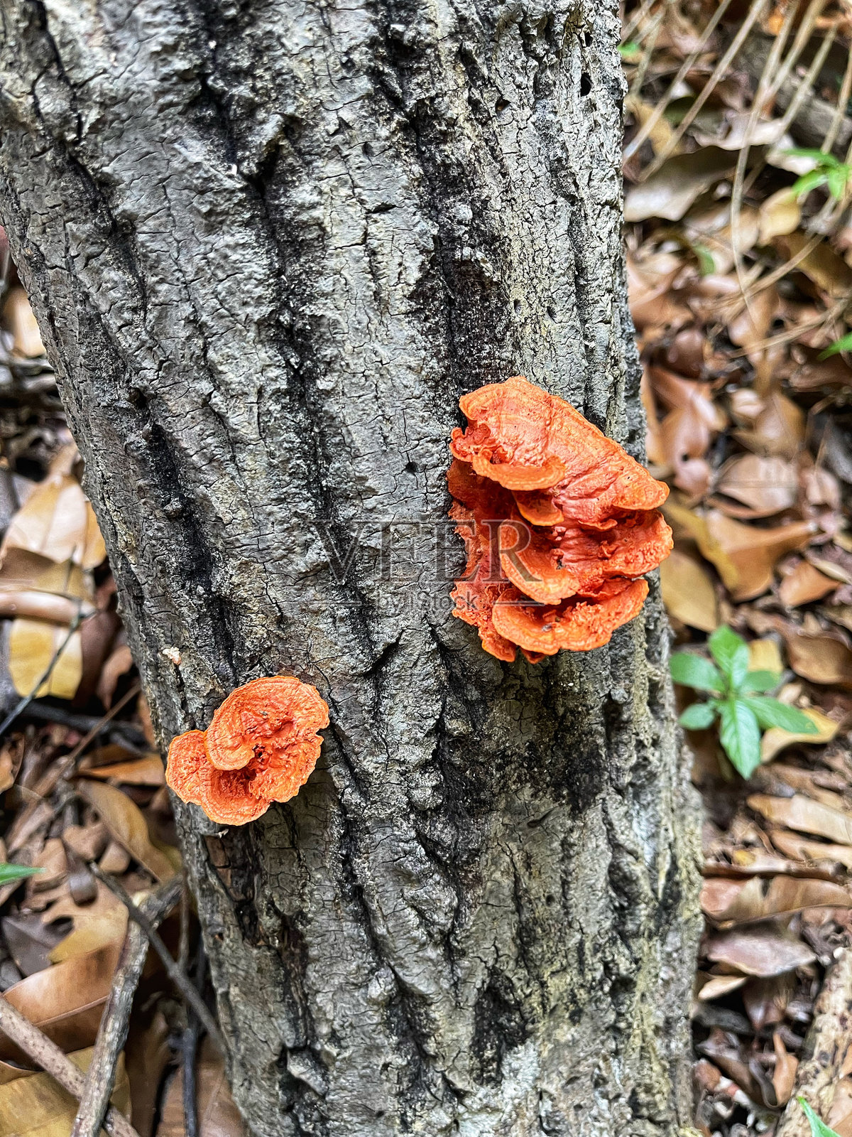 在自然条件下生长良好的野生蘑菇。照片摄影图片