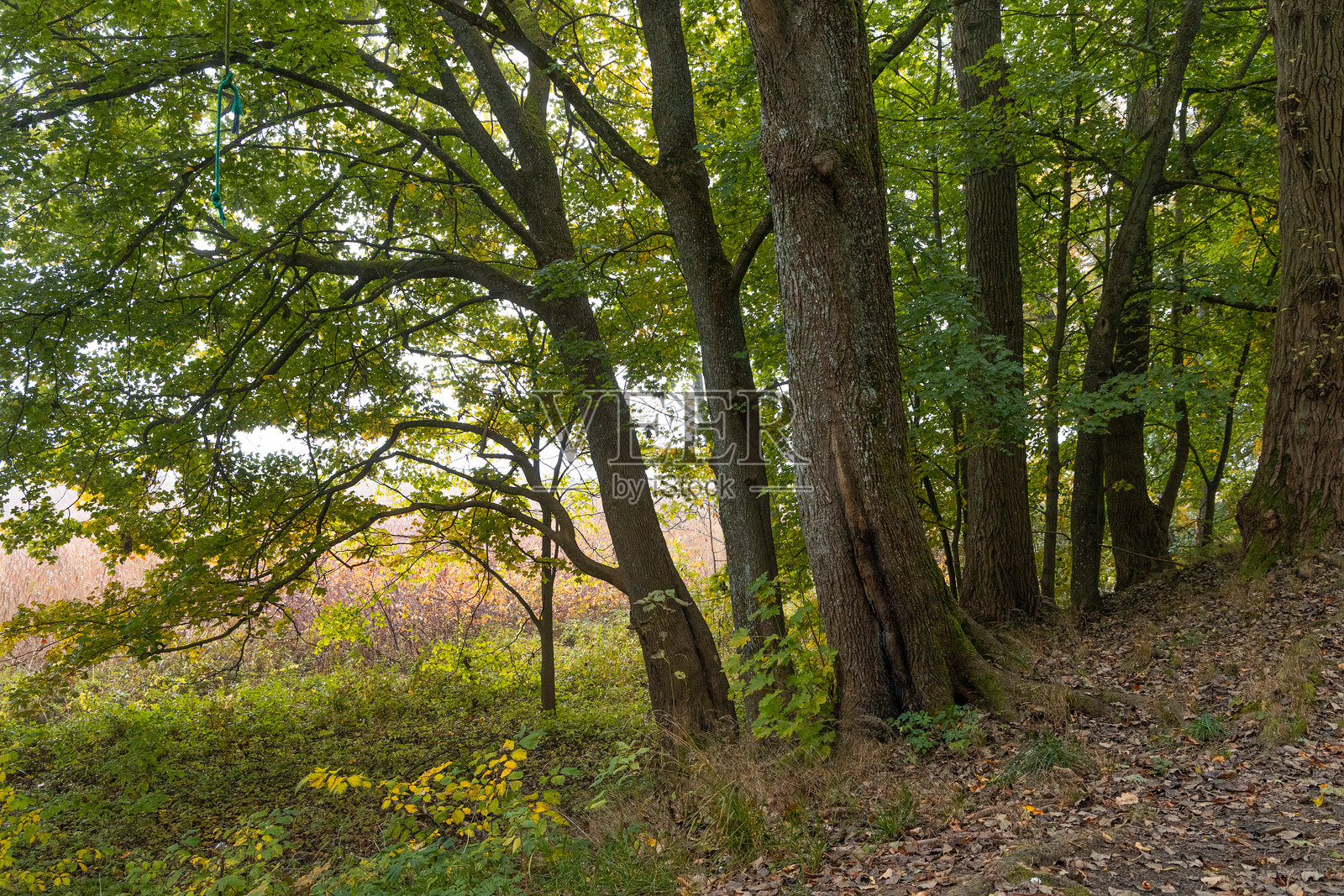 拉脱维亚湖边雾霭中的美丽秋季风景。秋天色彩的树木在雾中。照片摄影图片