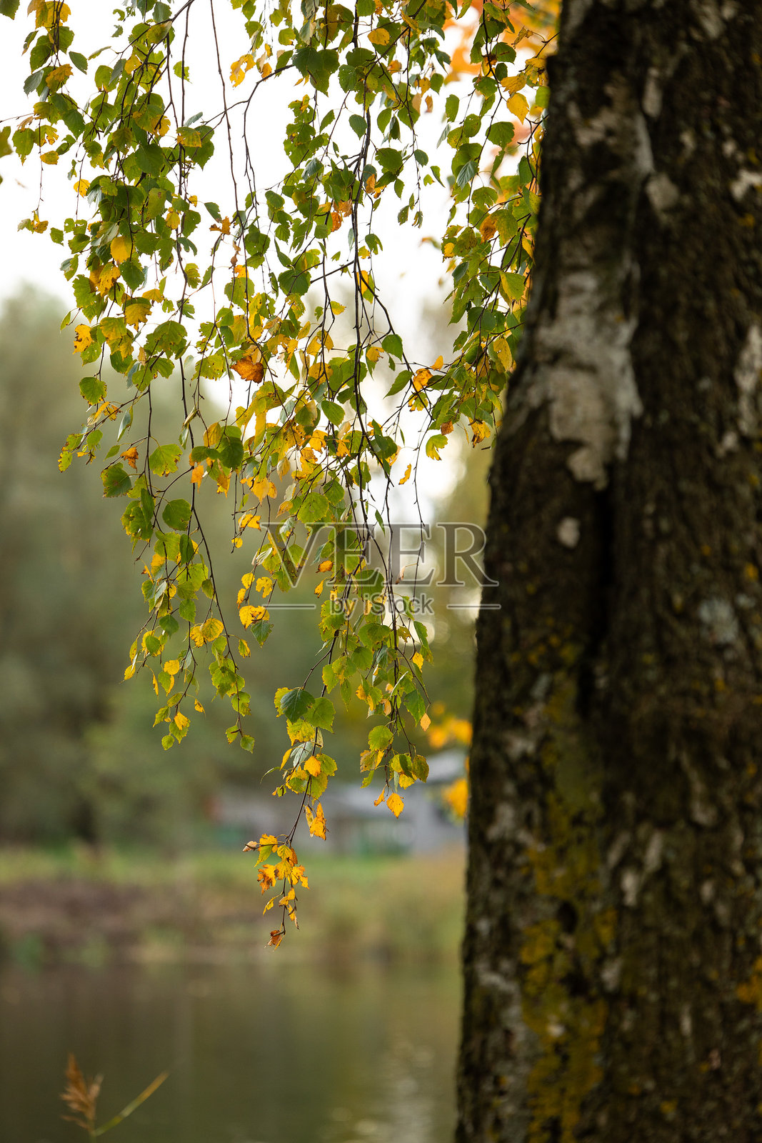 美丽的金色白桦树生长在湖边。拉脱维亚湖畔的阳光秋季风景。照片摄影图片