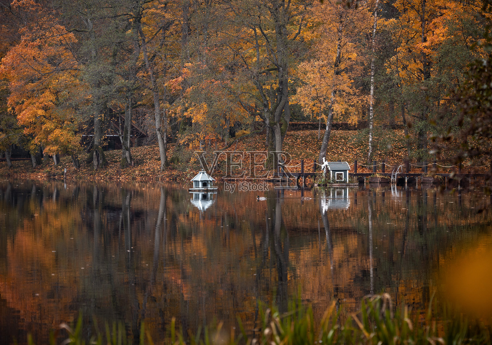 美丽的小木屋为湖中的水鸟提供栖息地。拉脱维亚阴云密布的秋季风景。照片摄影图片