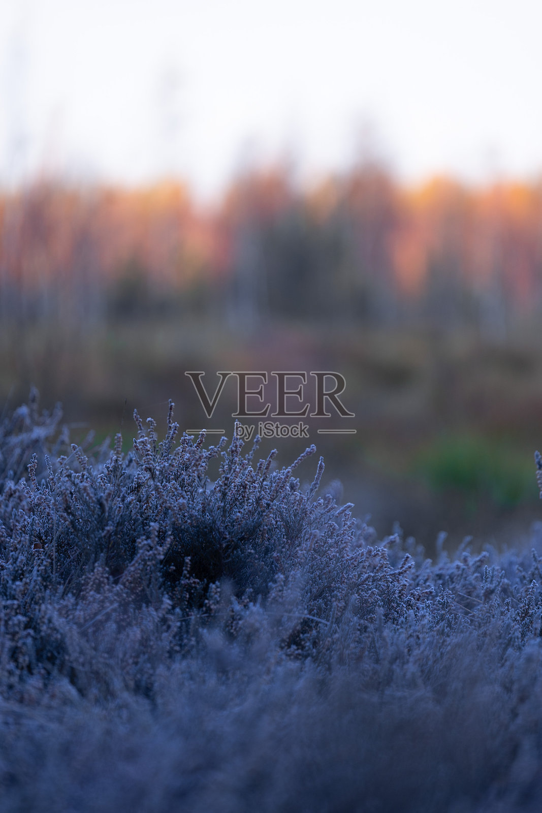 拉脱维亚秋季沼泽中日出时分美丽的冰冻石南花灌木。照片摄影图片