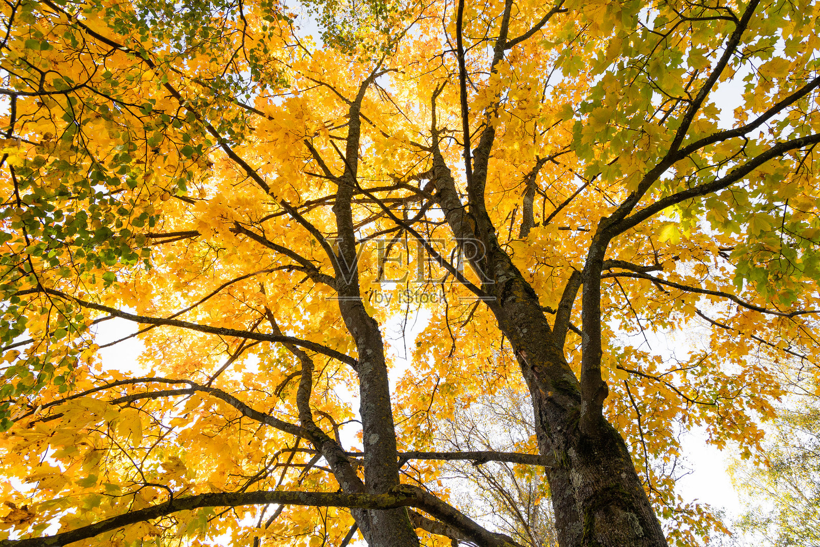 美丽的金色枫叶在蓝天的枝头上。拉脱维亚的阳光秋日。照片摄影图片