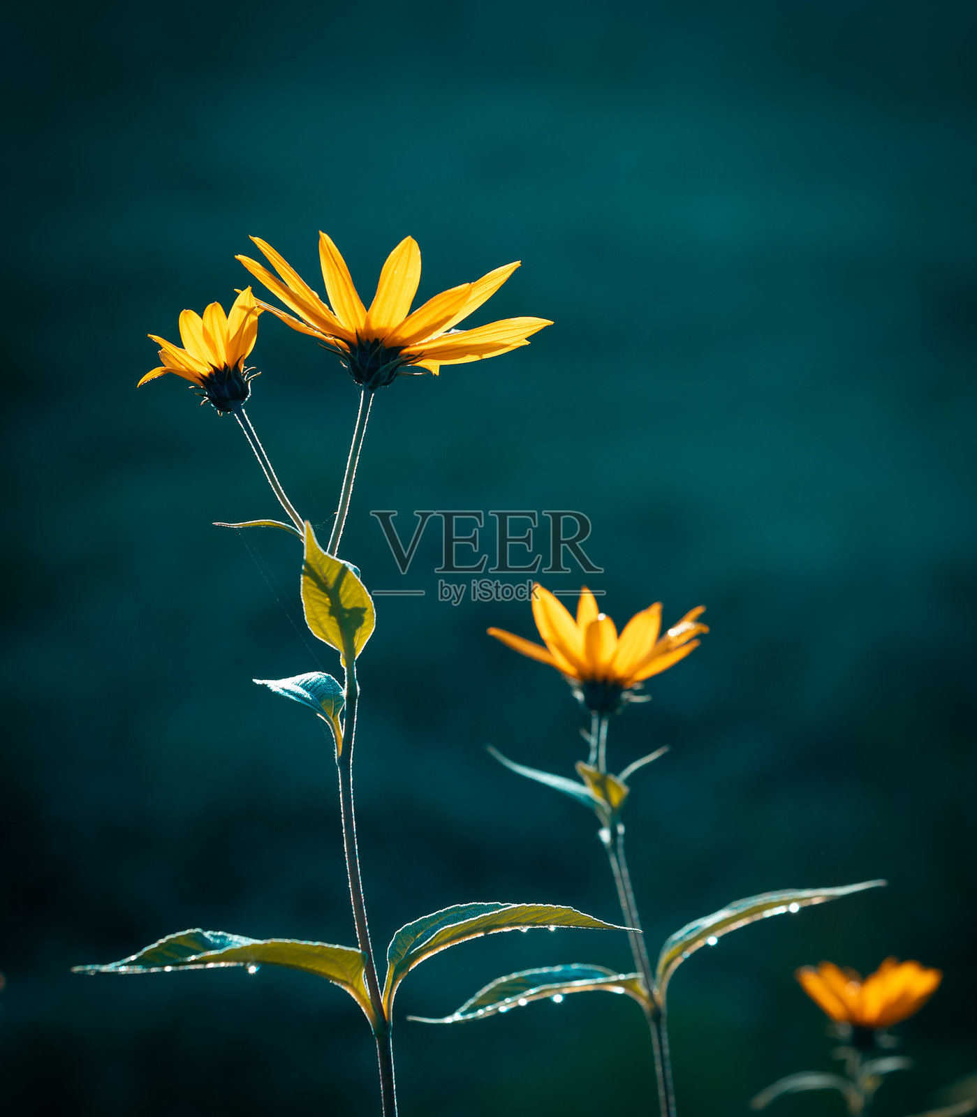 拉脱维亚阳光明媚的秋晨，一朵美丽的黄色花朵盛开。照片摄影图片