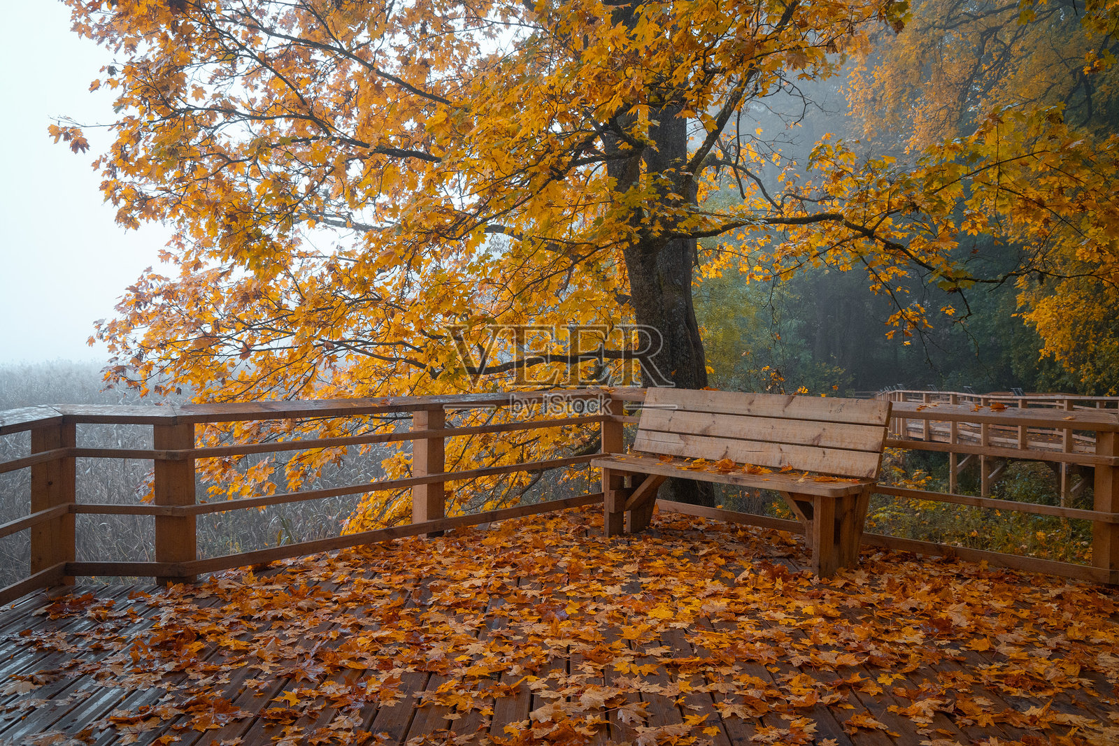 美丽的金色枫树在湖边公园生长。秋季湖畔的风景，树木披上了五彩斑斓的叶子。照片摄影图片